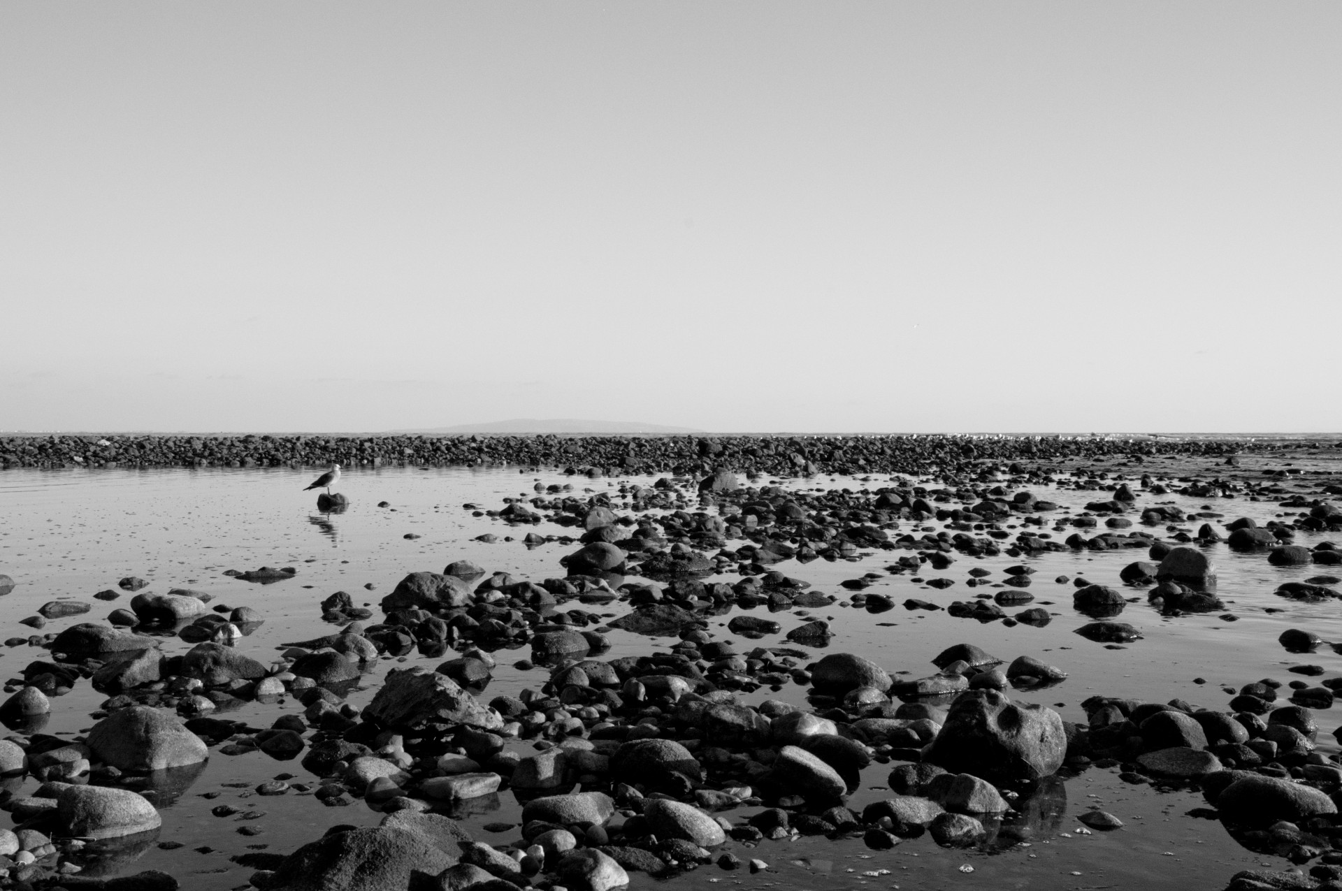 black and white photo of low tide with many rocks and a lone seagull looking for food