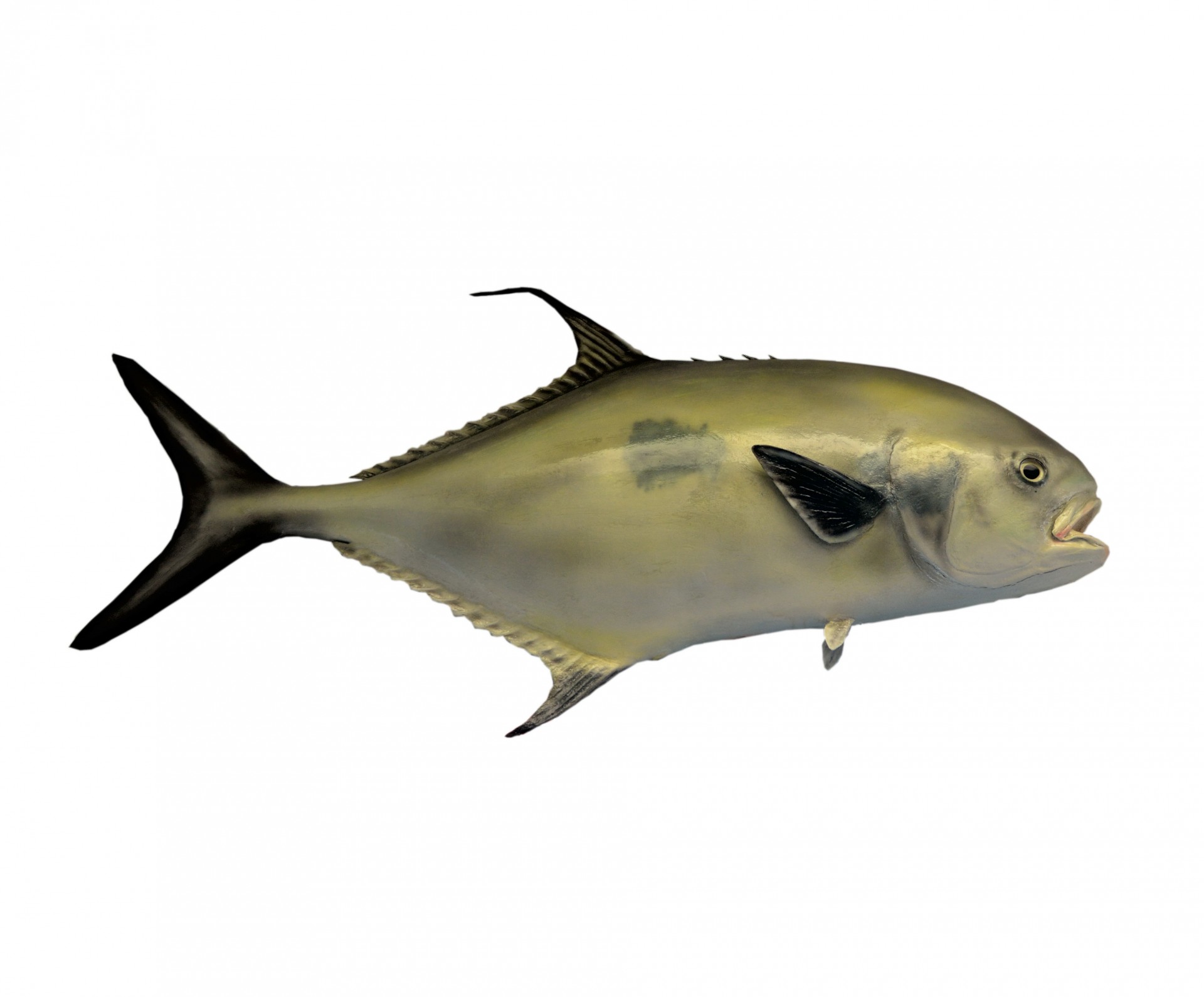 Black Tail Permit fish mounted with isolated white background