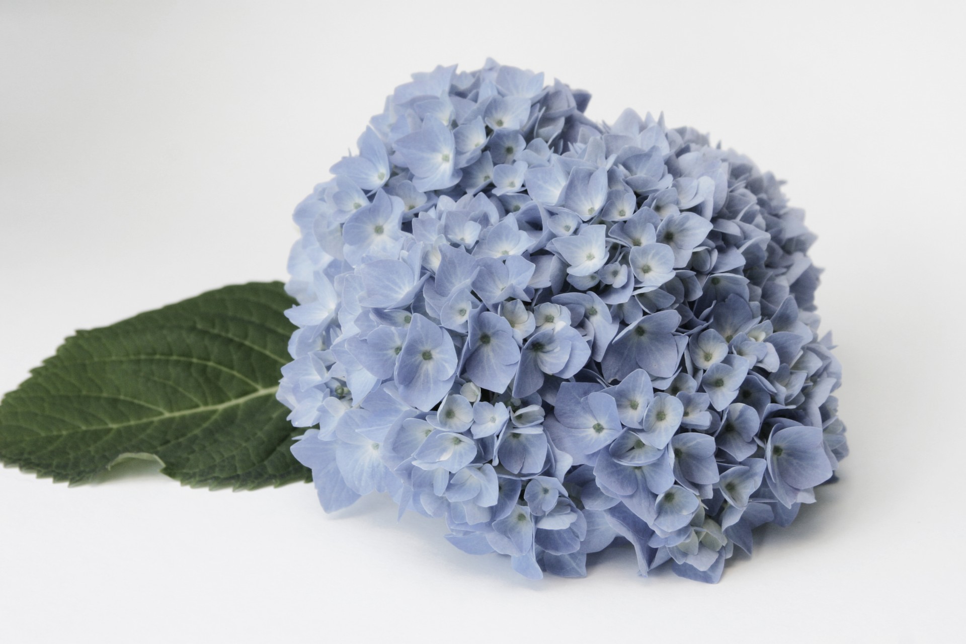 Beautiful endless summer blue hydrangea flower.