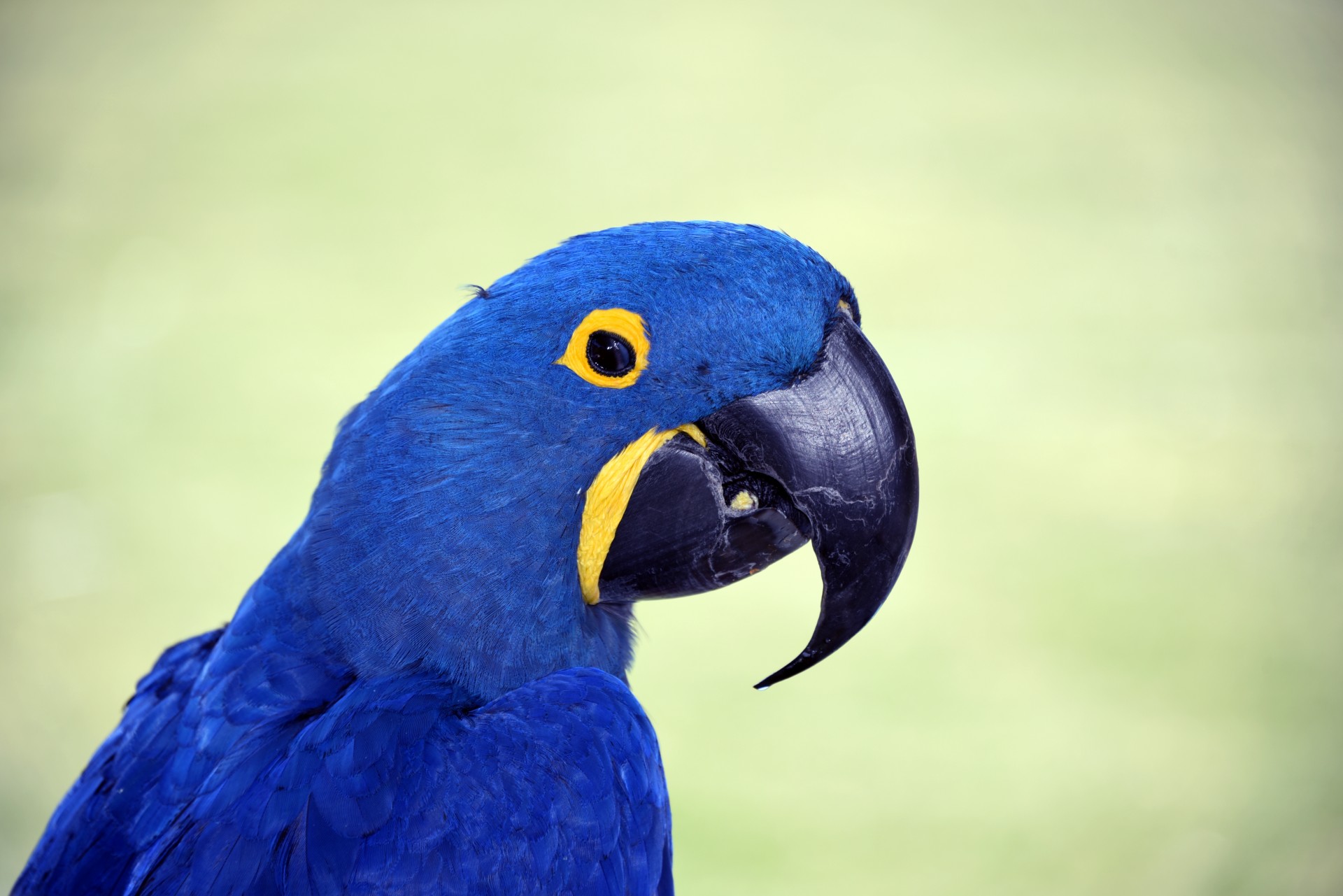 Blue Macaw Bird