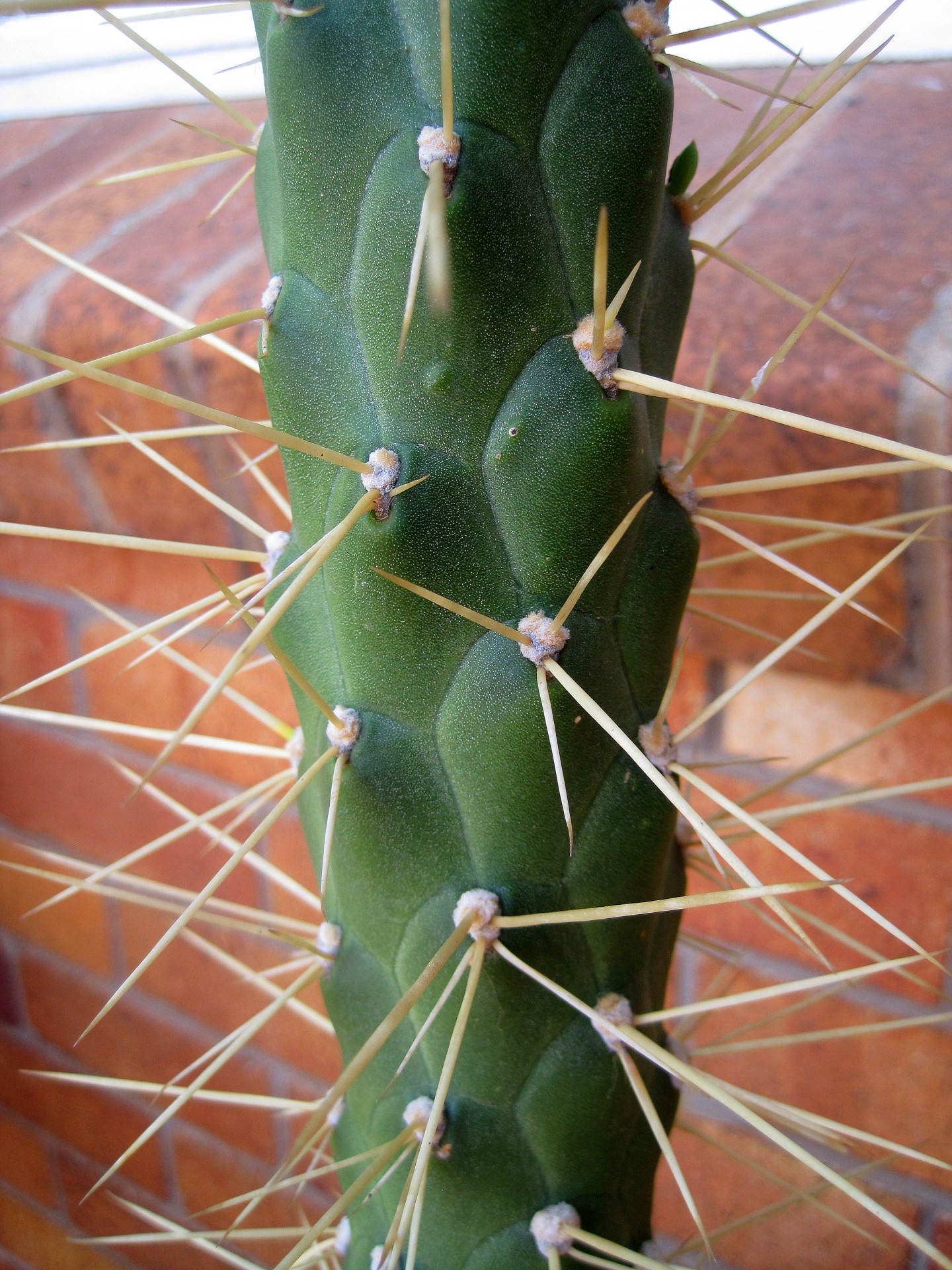 cactus thorns close