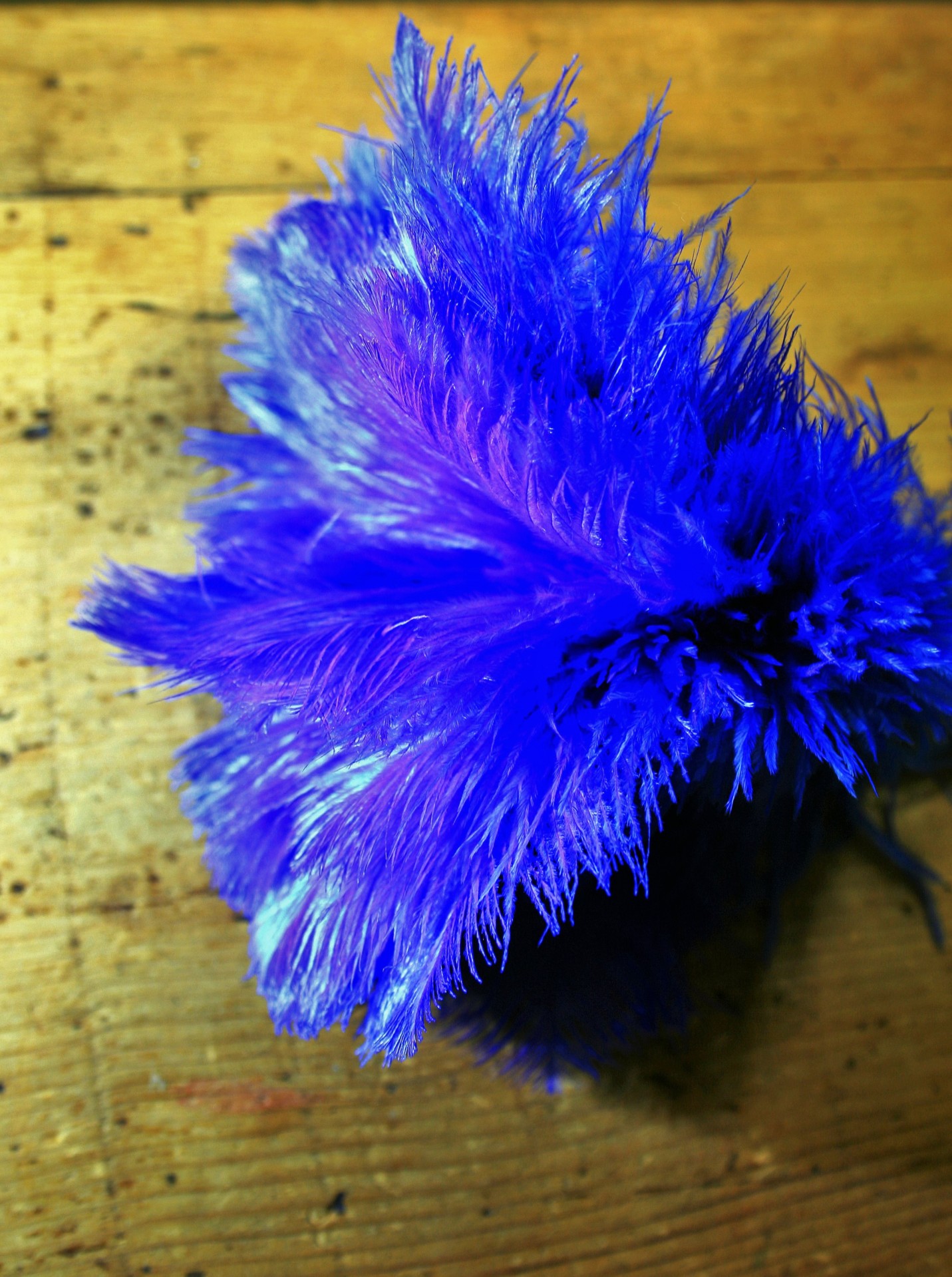 Coloured Ostrich Feathers