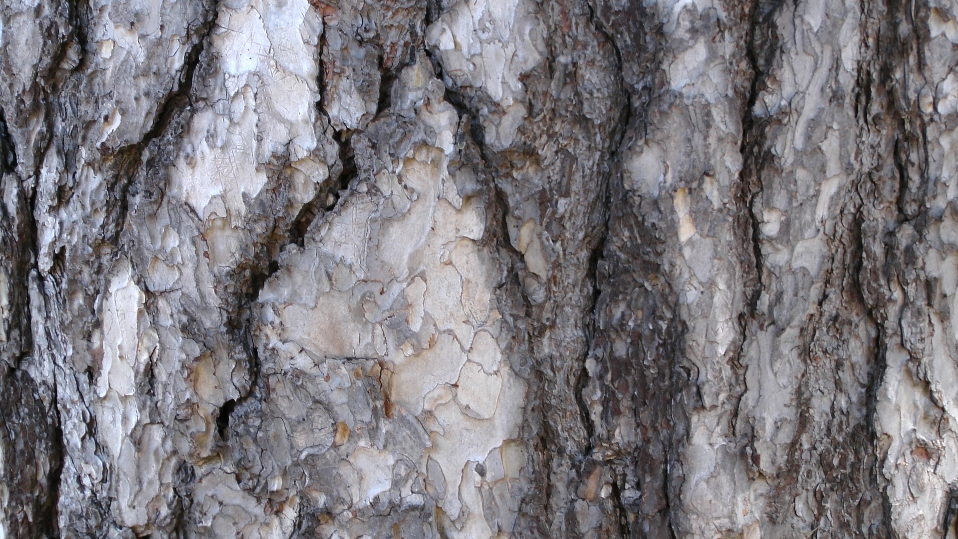 Corsican Pine Tree Bark Background