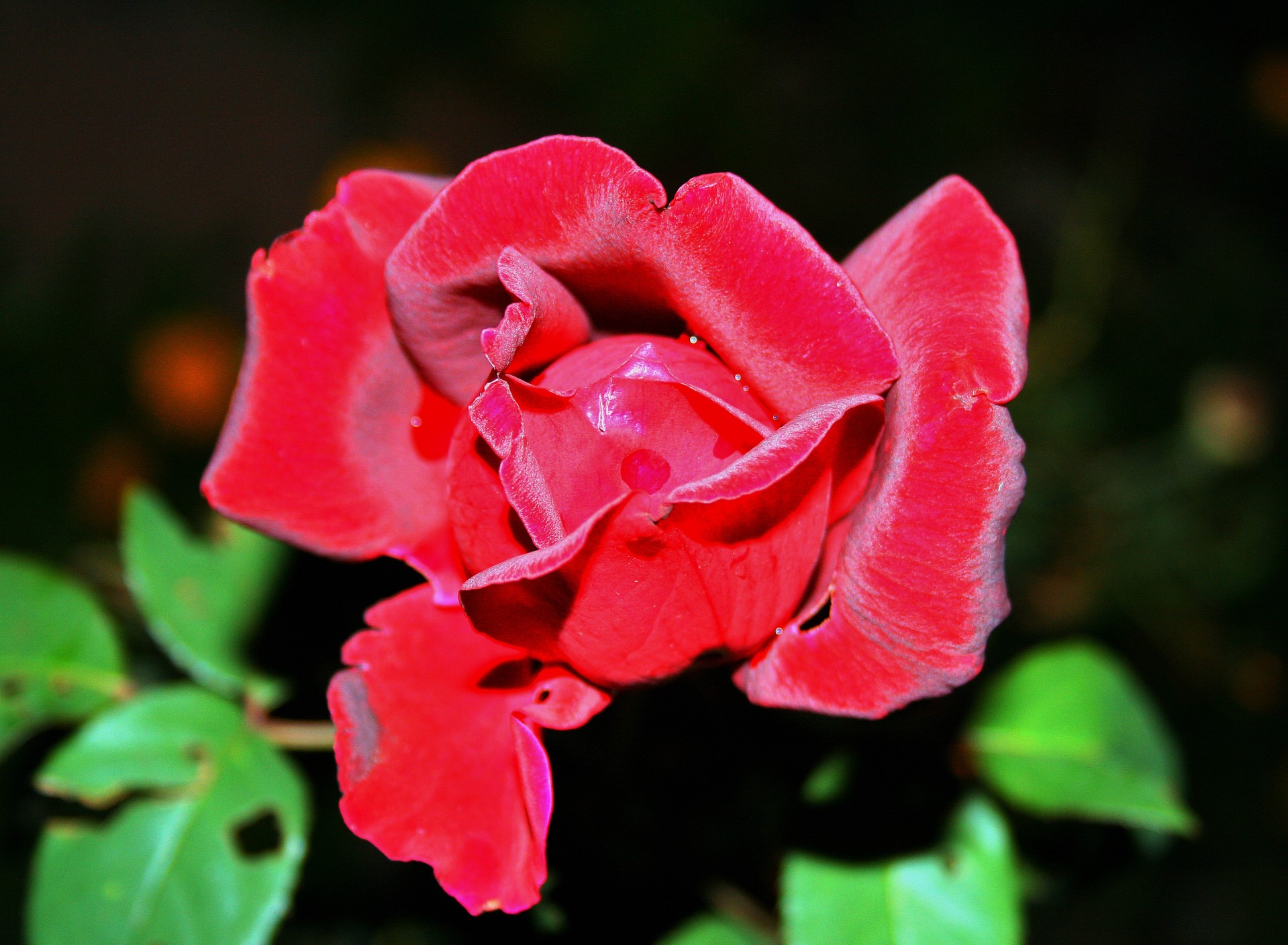 Crimson Rose Free Stock Photo - Public Domain Pictures