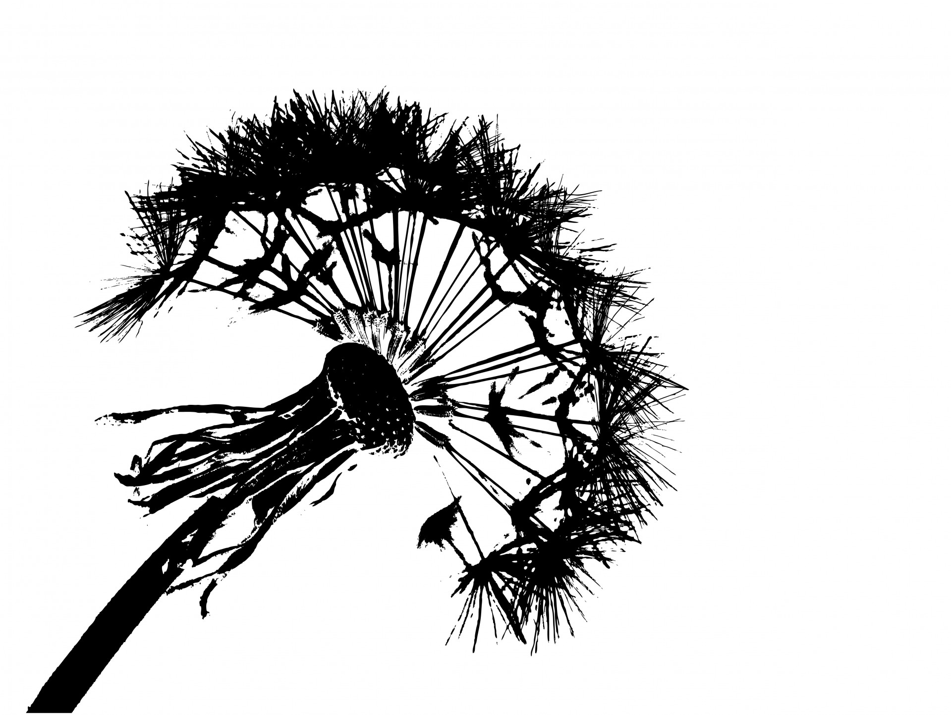 Black silhouette of dandelion flower fluff