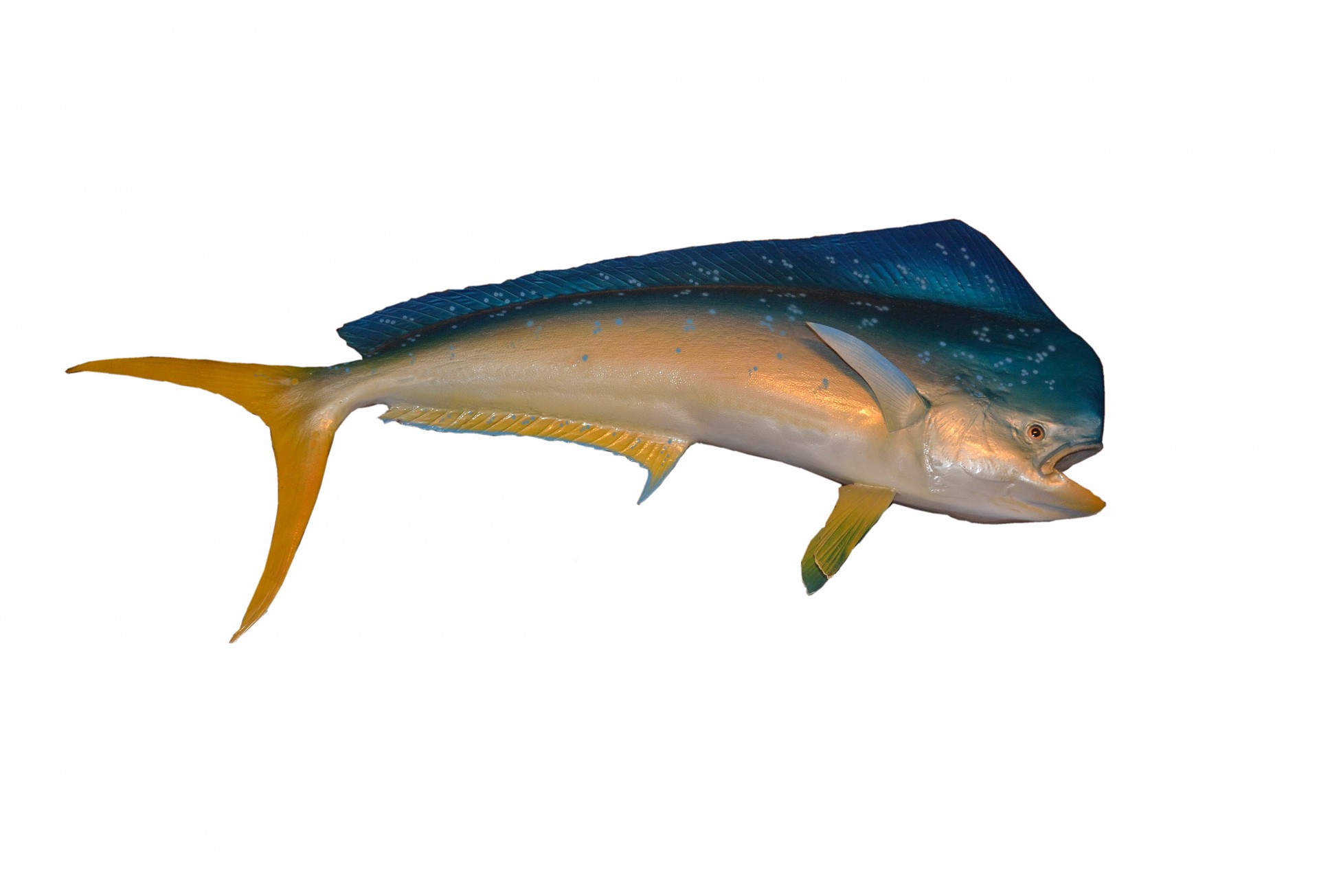 Dolphin fish or Mahi Mahi