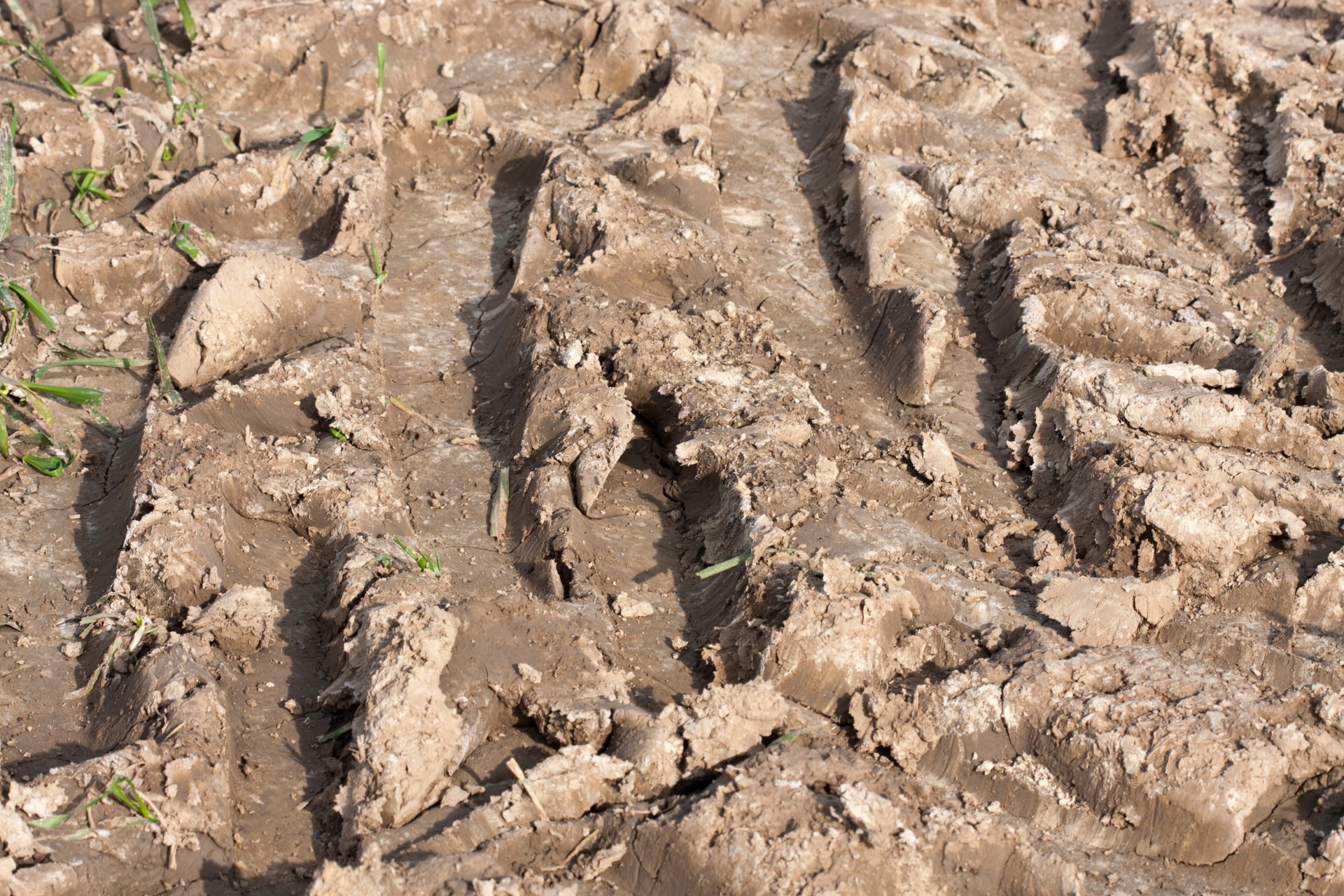 mud-curls-free-stock-photo-public-domain-pictures