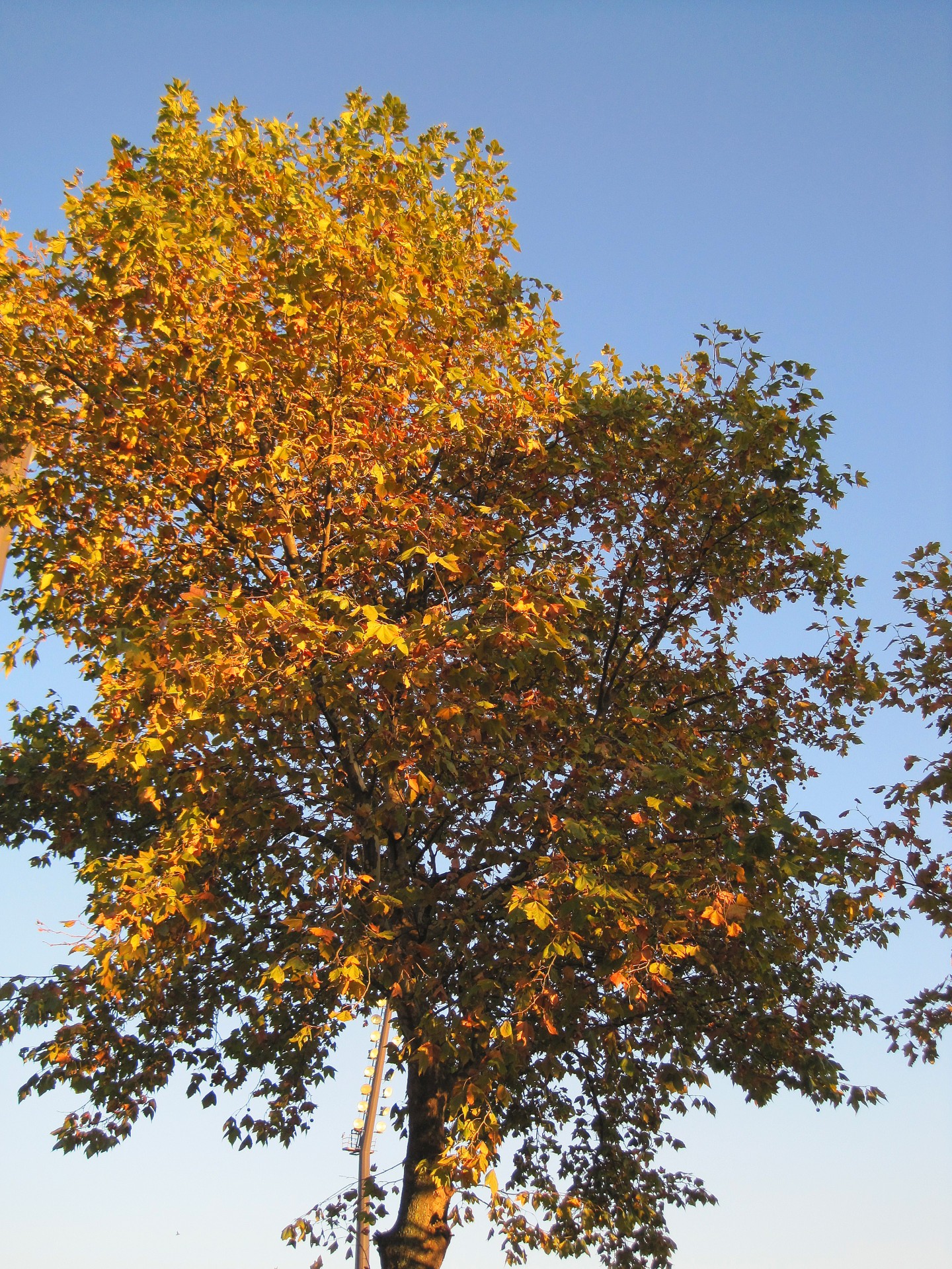 Early Autumn Tree