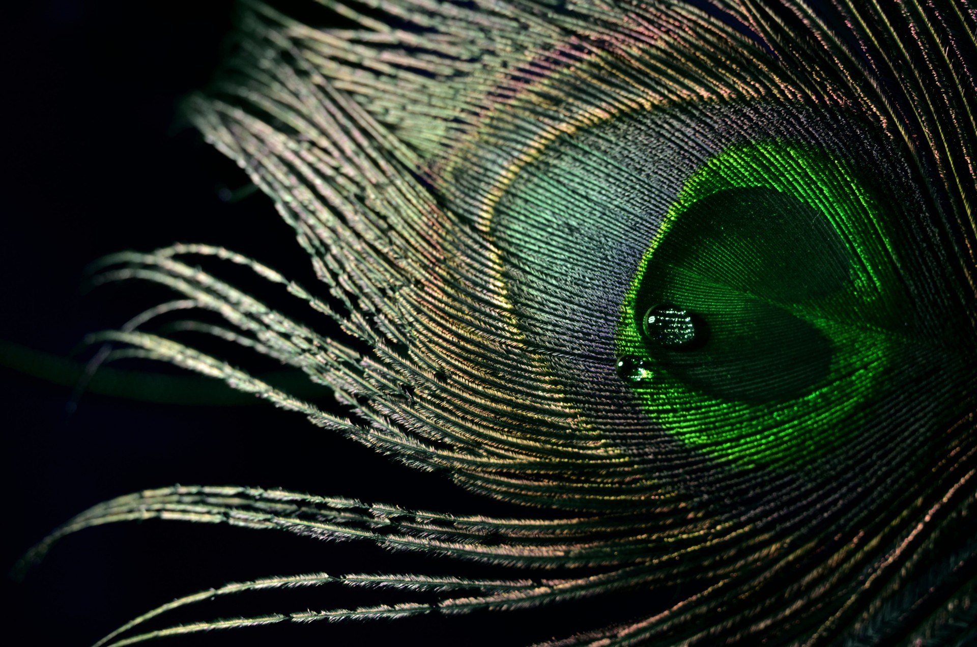 Feather Green