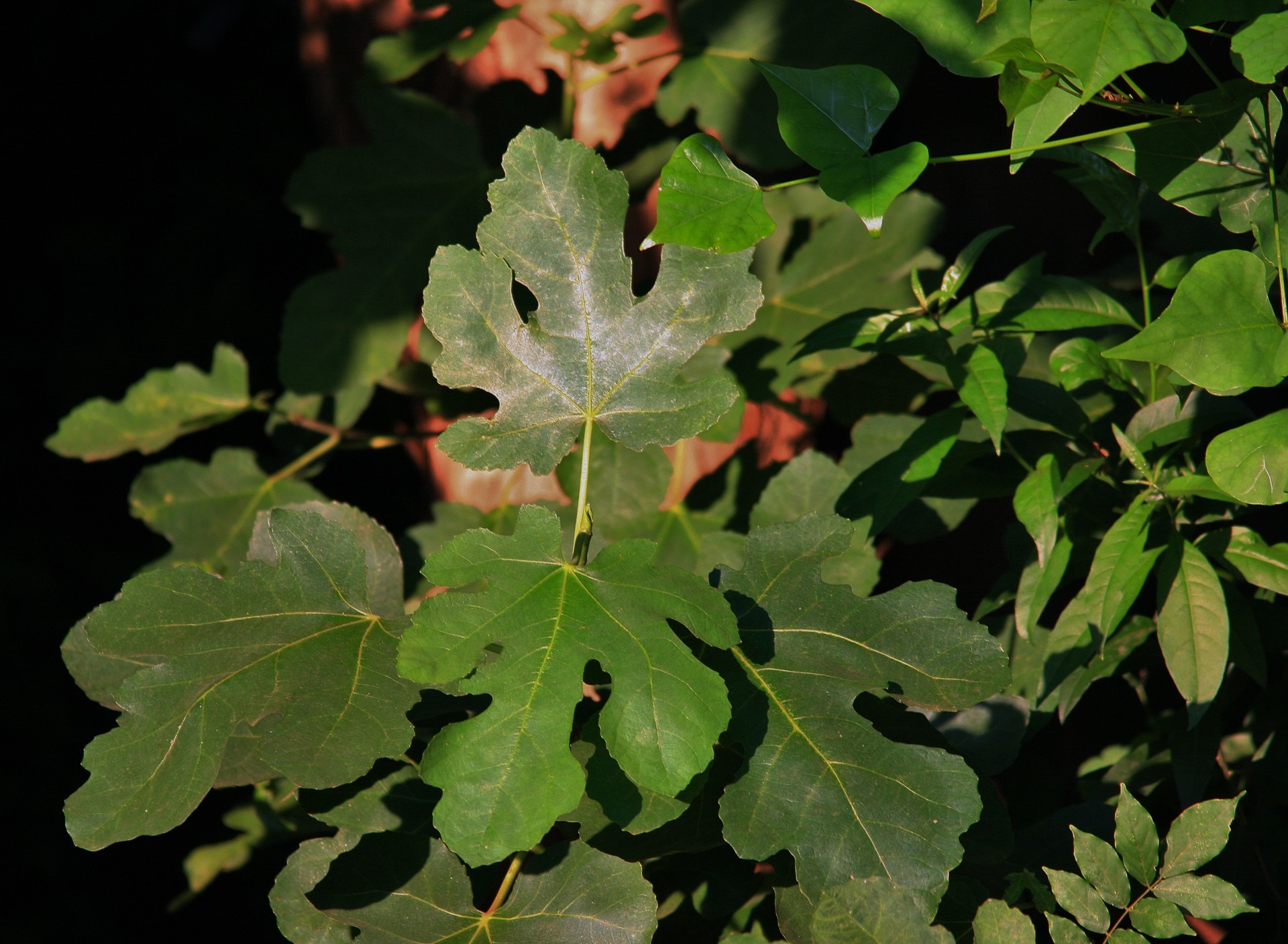 Fig Tree Leaves