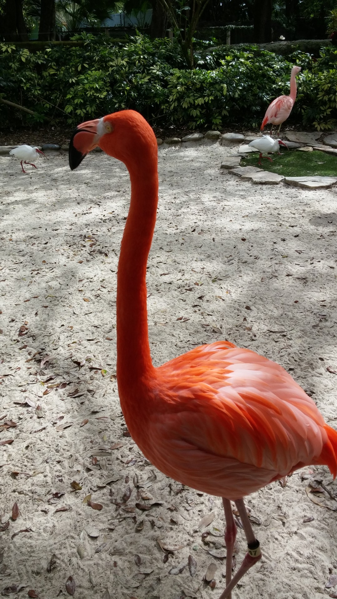 flamingo-free-stock-photo-public-domain-pictures