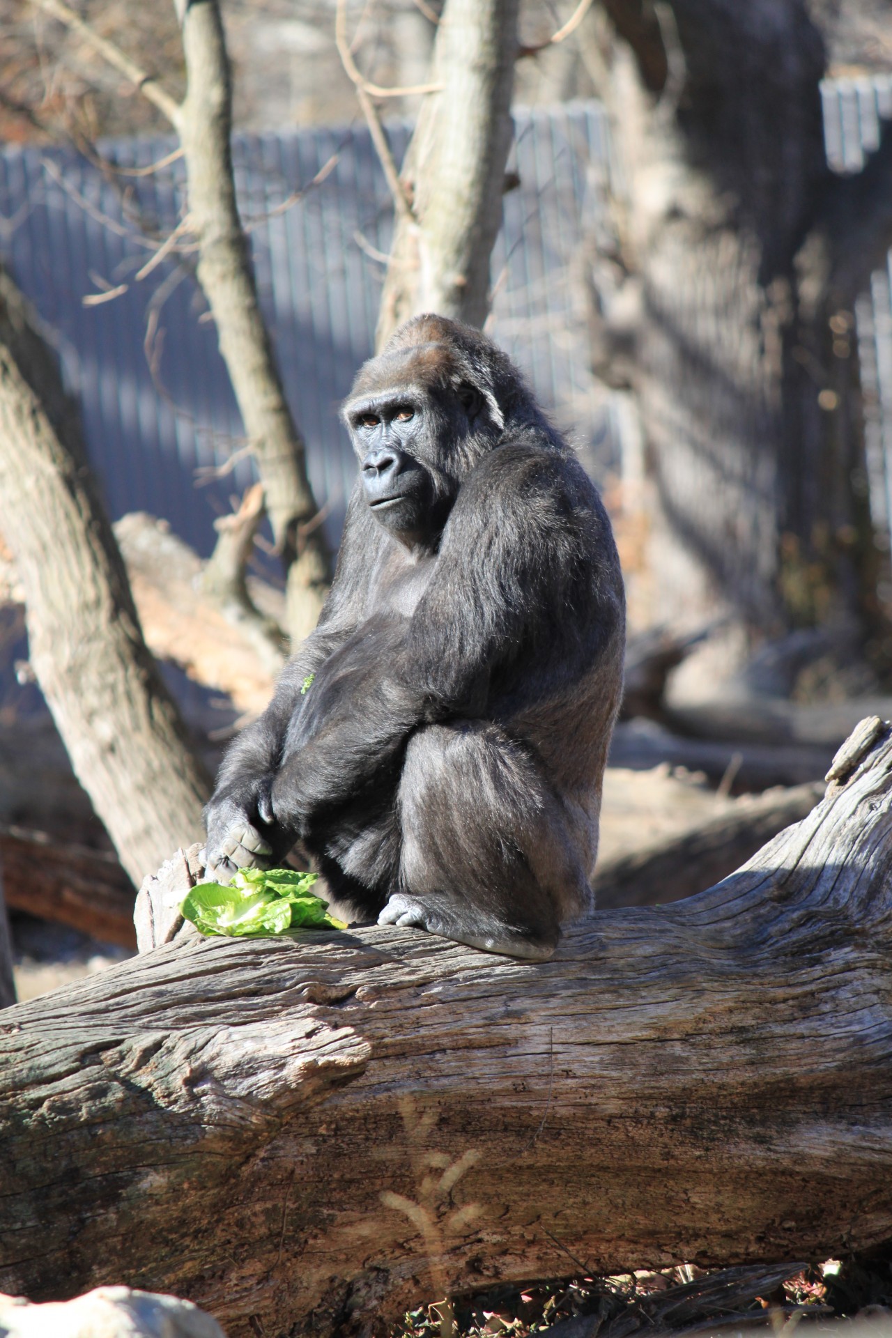 Gorilla Free Stock Photo Public Domain Pictures