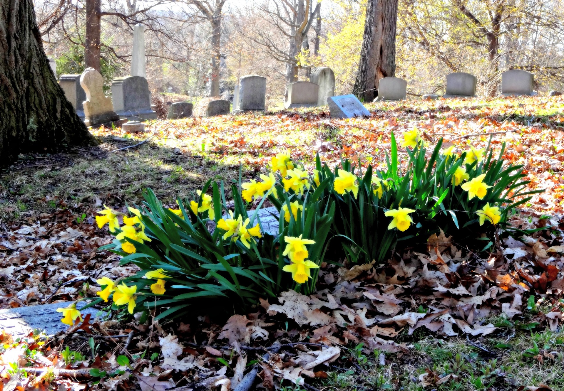 Graveyard Daffodils