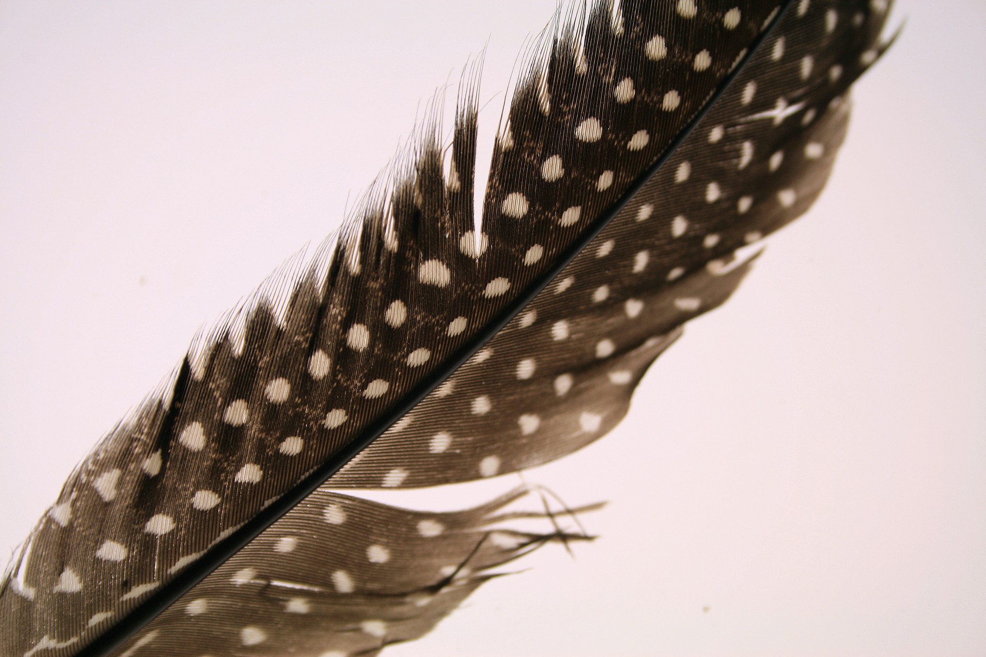 guinea fowl feather