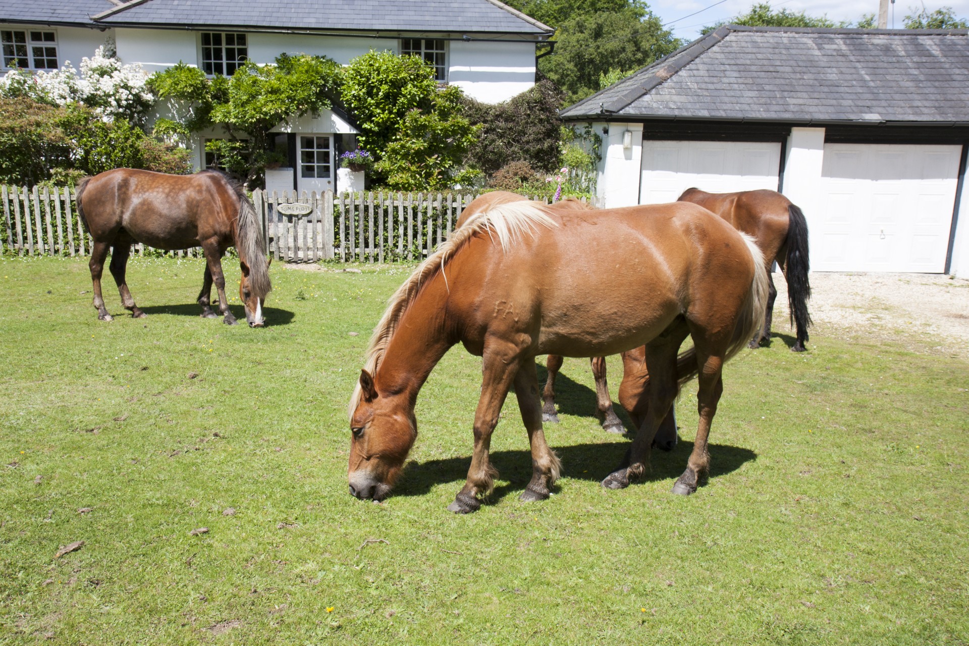 Horses On Village Green