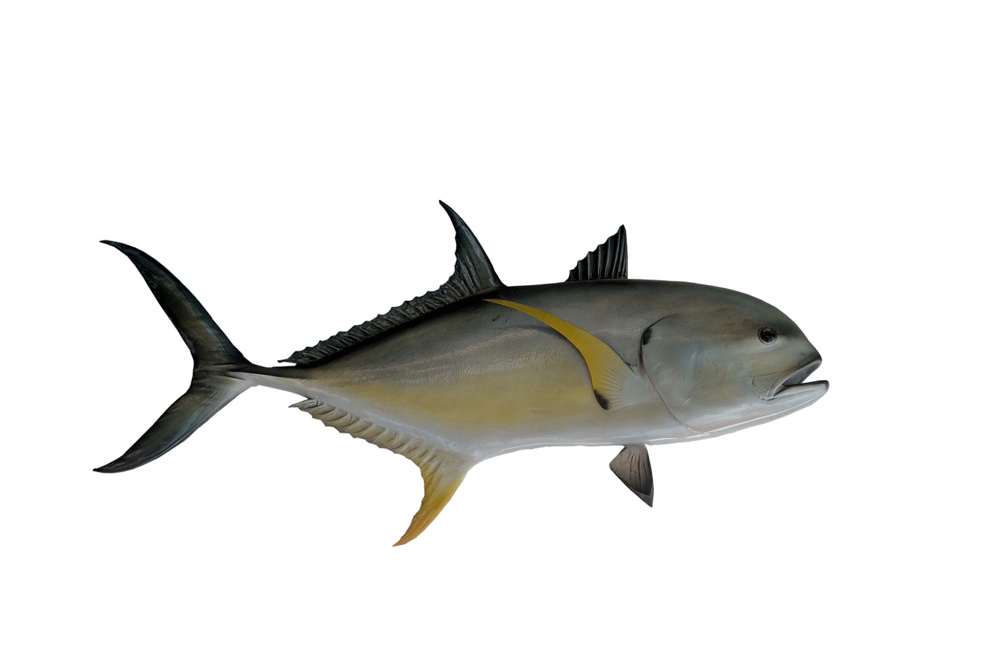 Jack cavelle fish mount