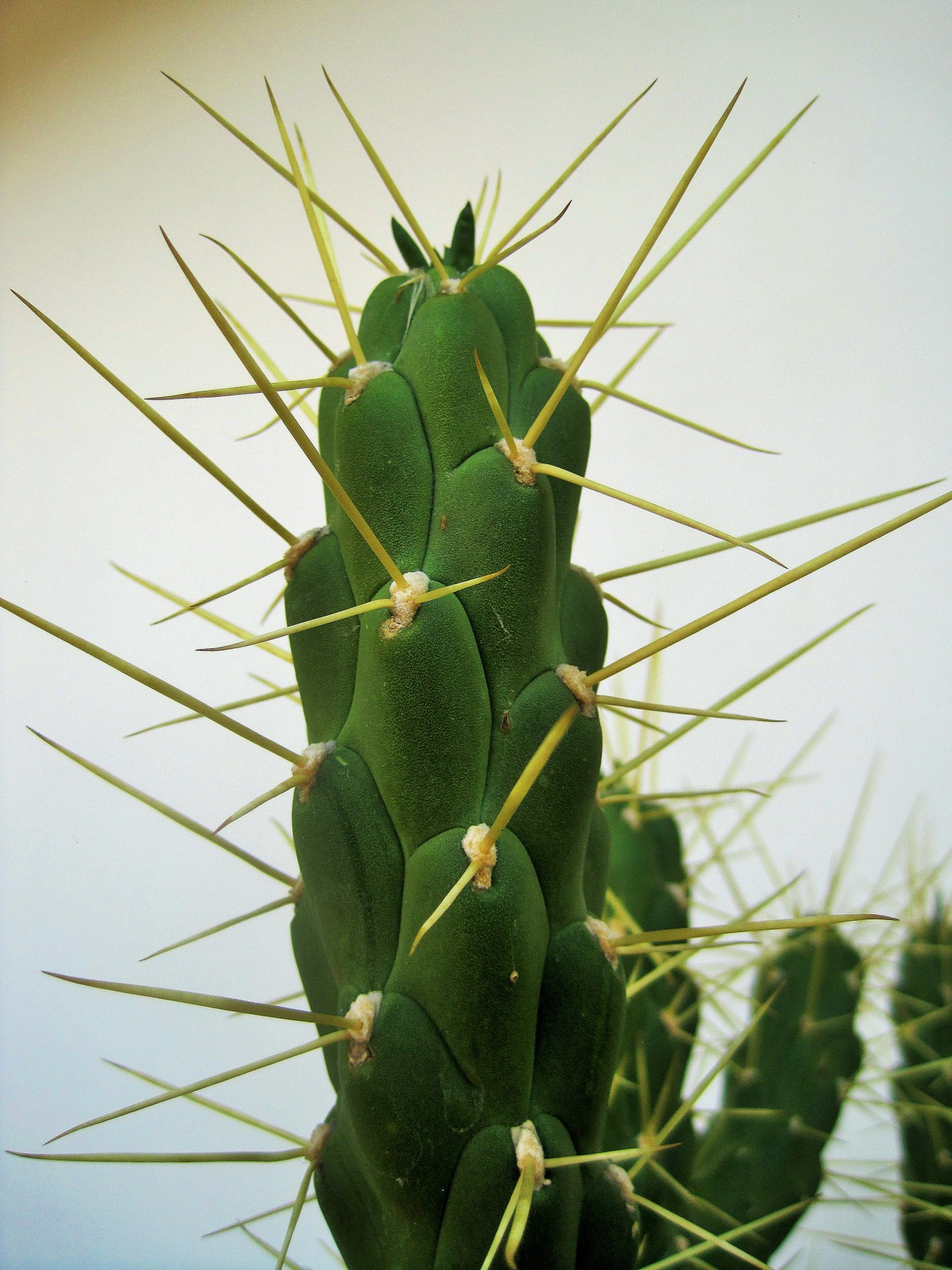 long thorns on cactus
