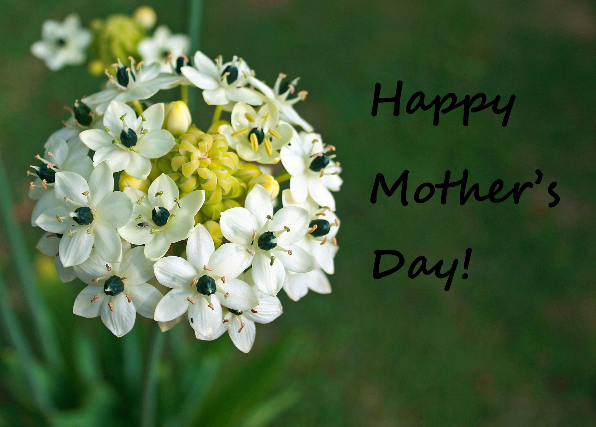 Mother s Day Flower Free Stock Photo Public Domain Pictures