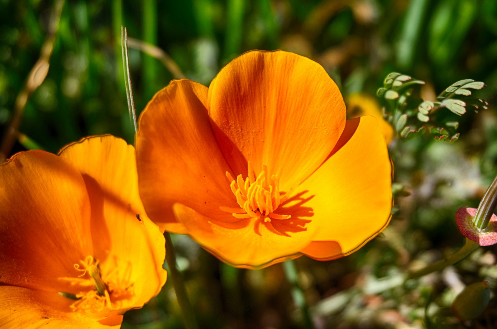 Bright orange poppy wildflower grows in California wilderness.