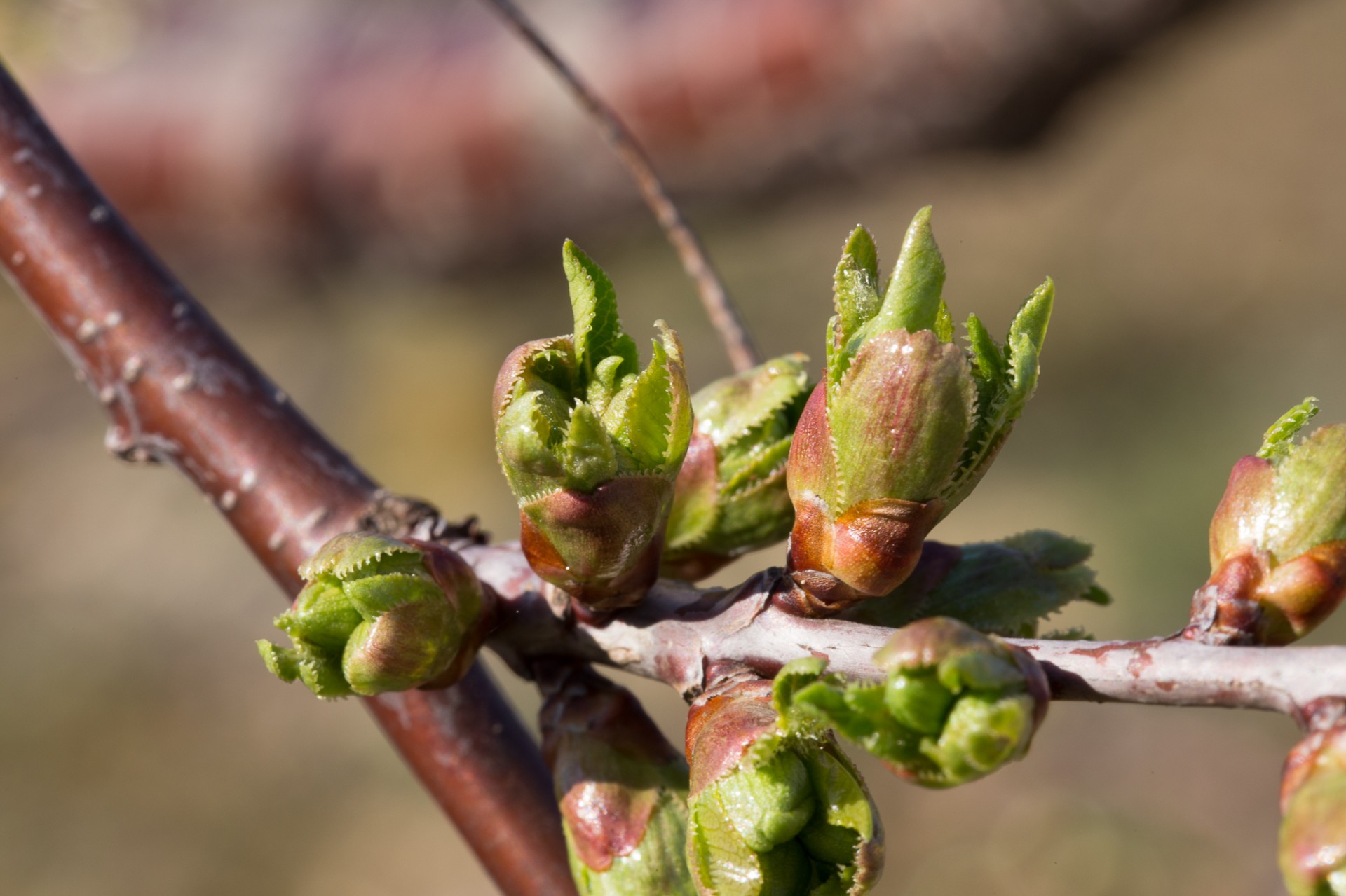 Phase in cherry bud