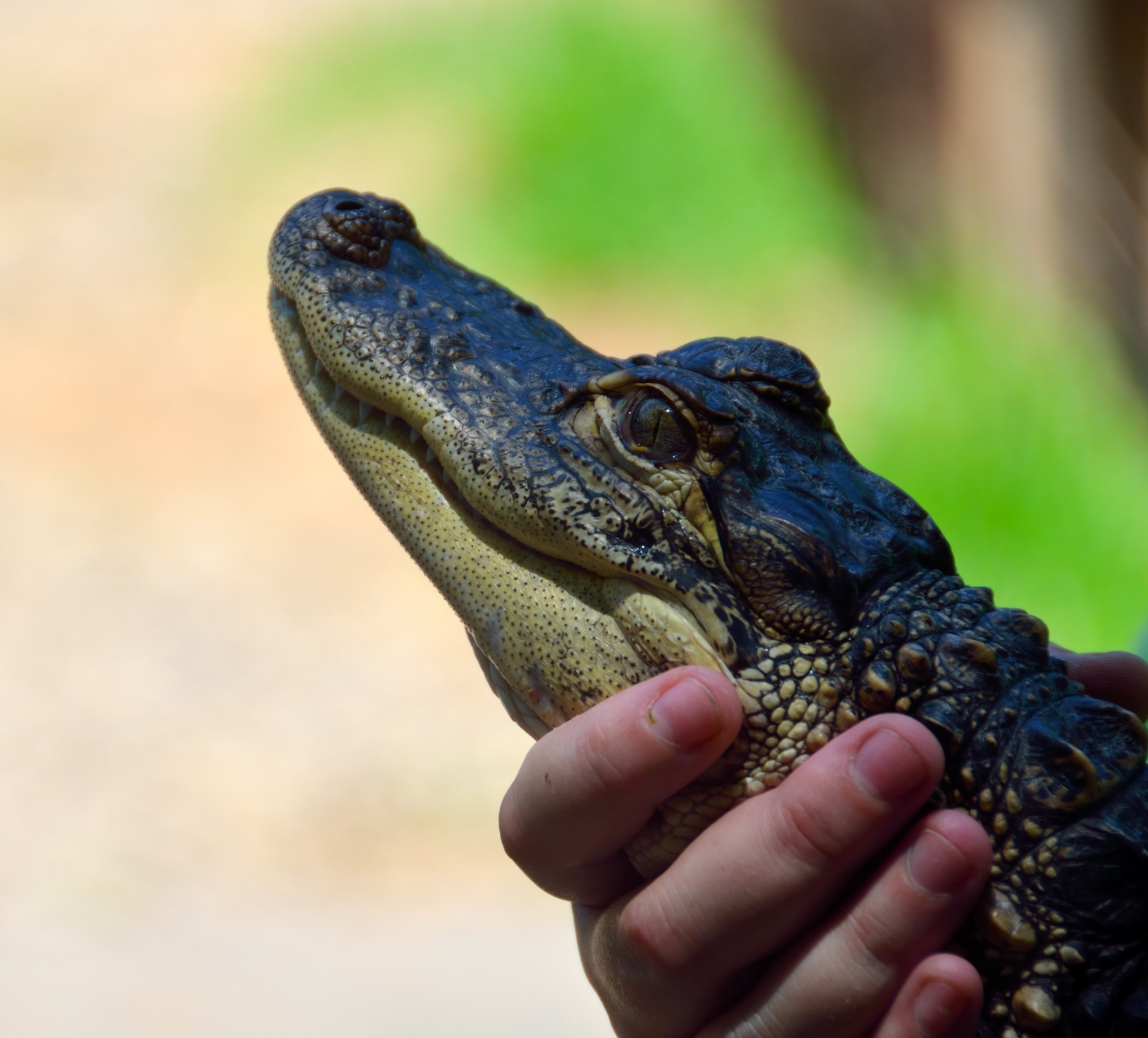 Person Holding Baby Alligator