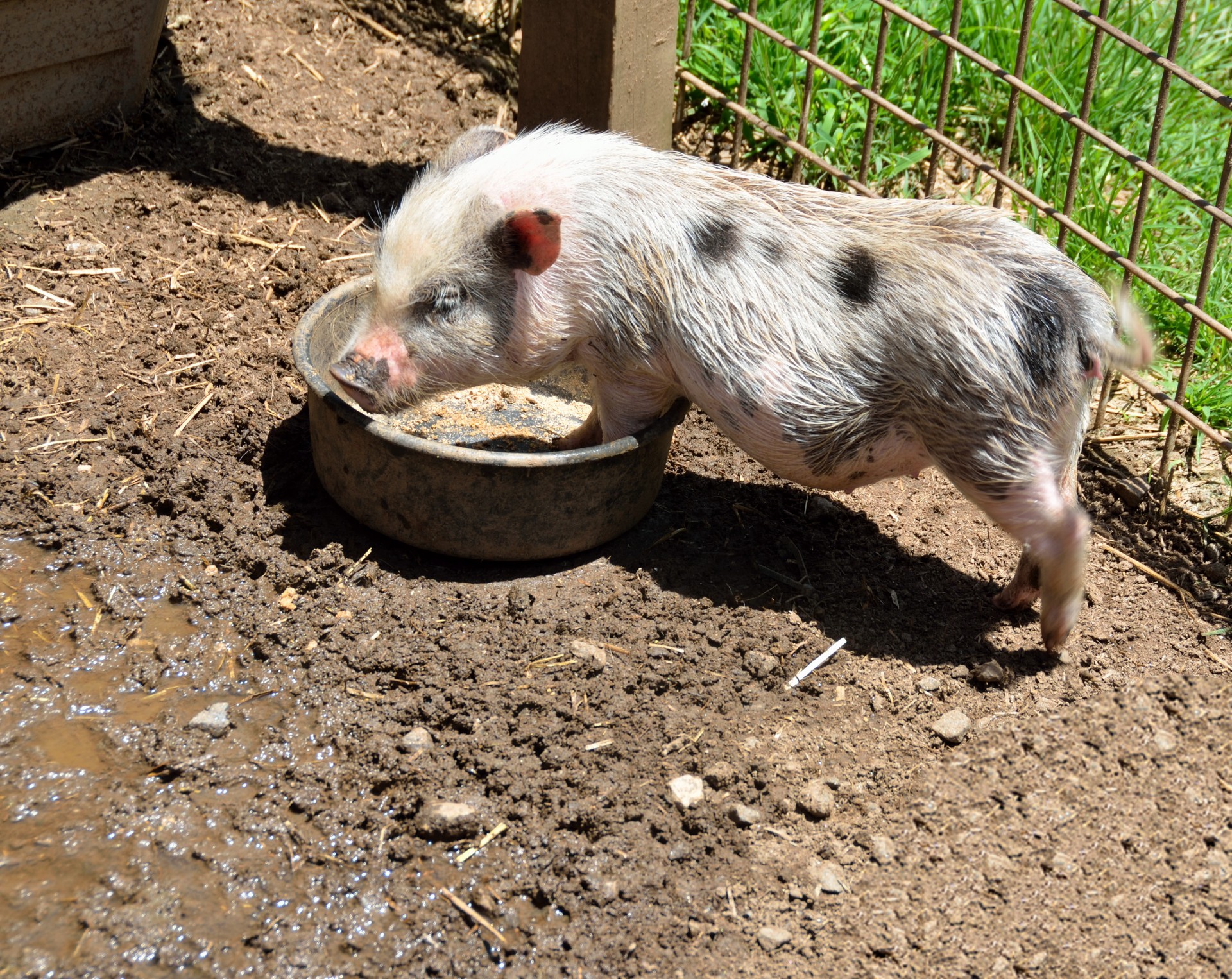 Pig Feeding At Farm