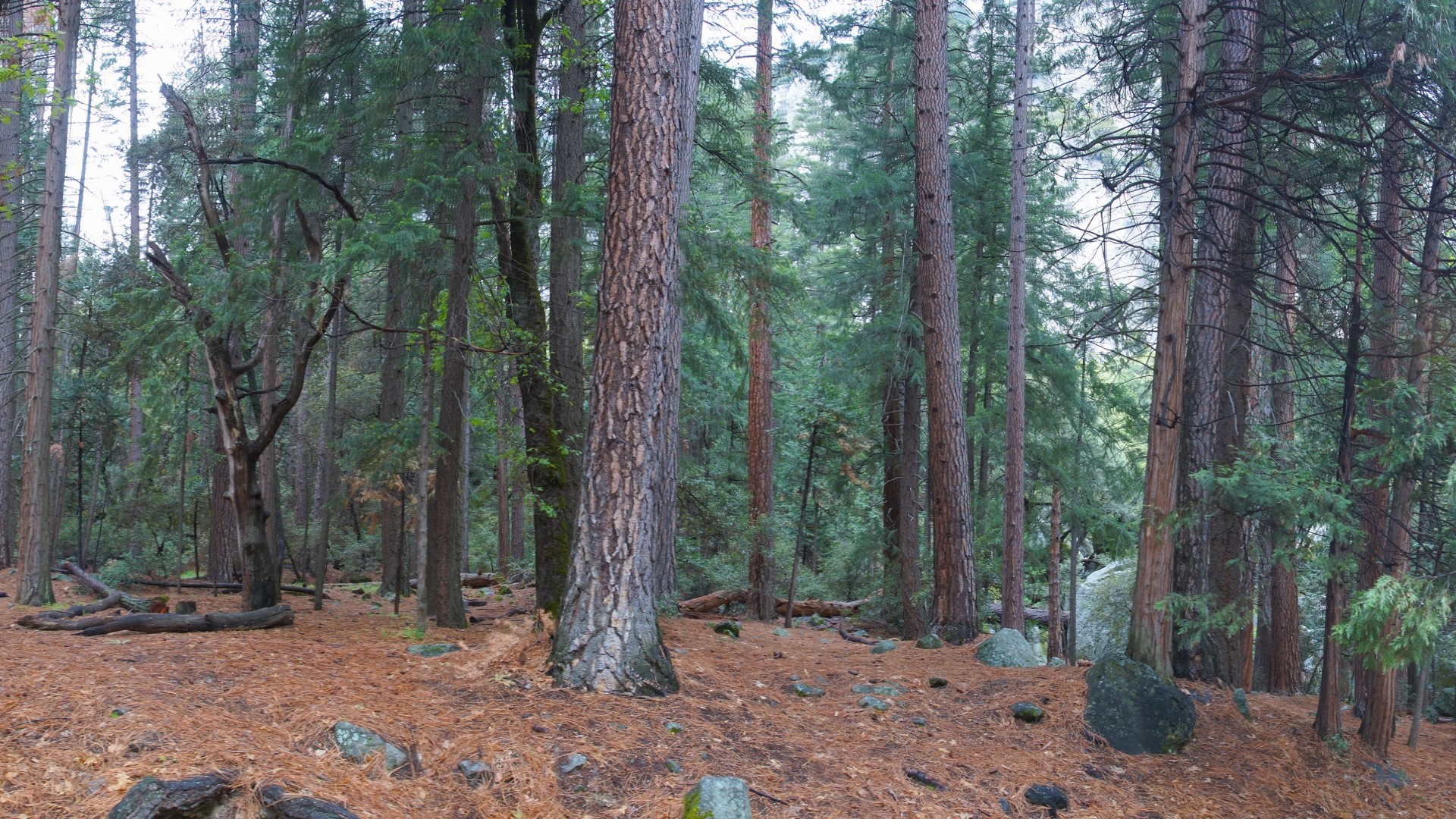 Pine Woods Of California