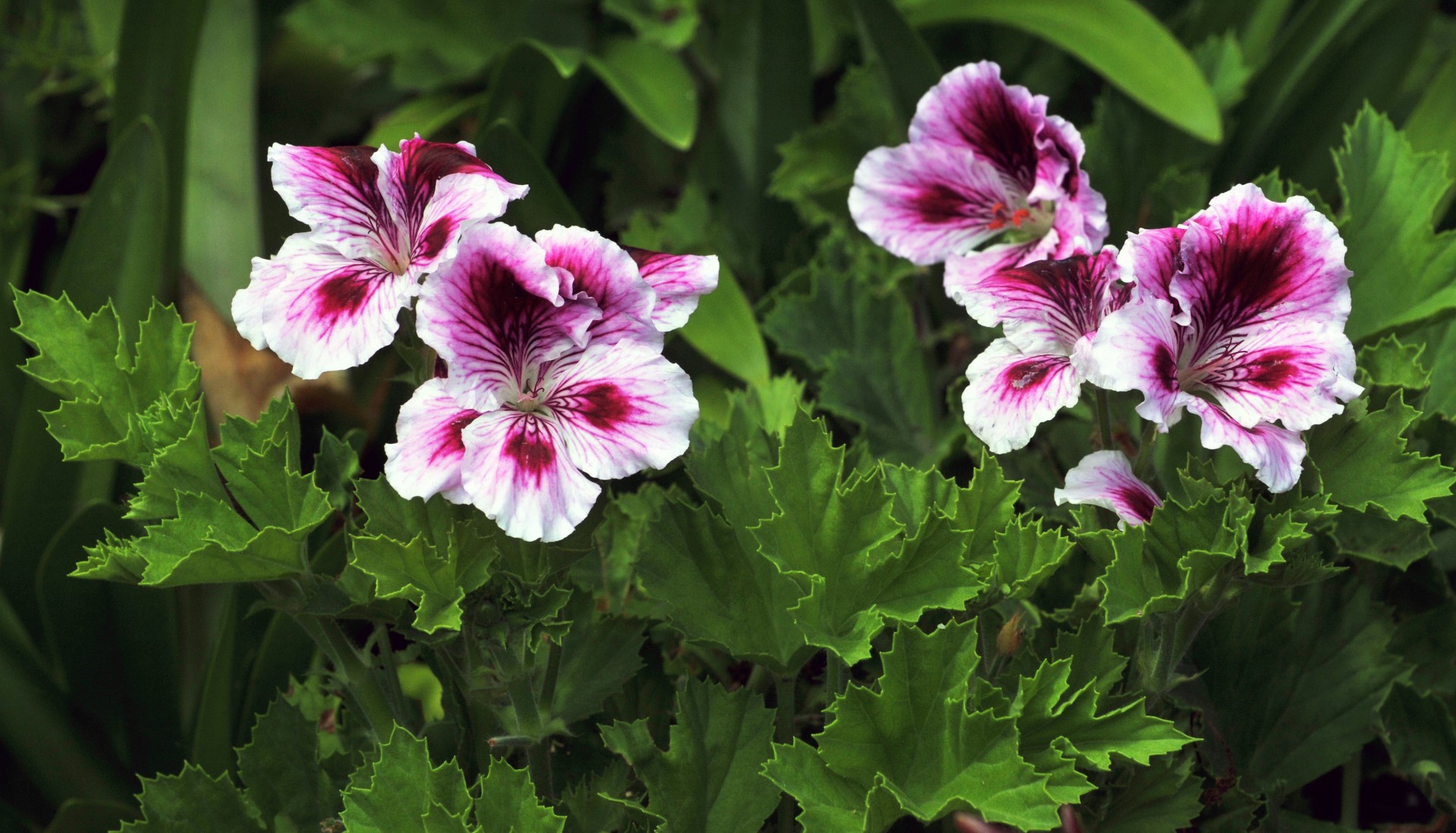 Pink, Purple And White Geraniums