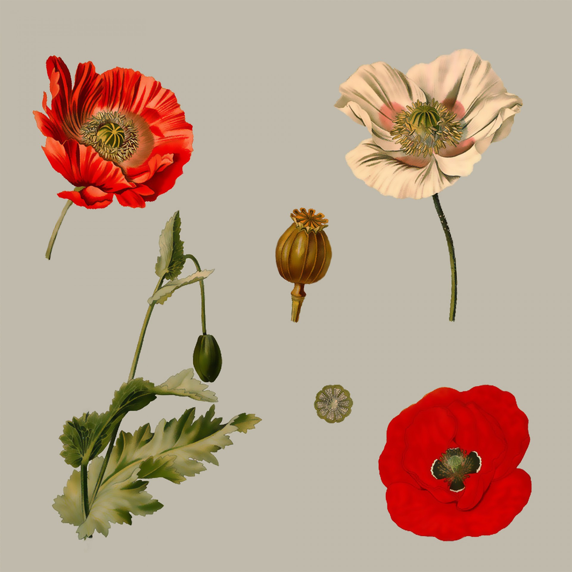 Poppy Flowers Illustration