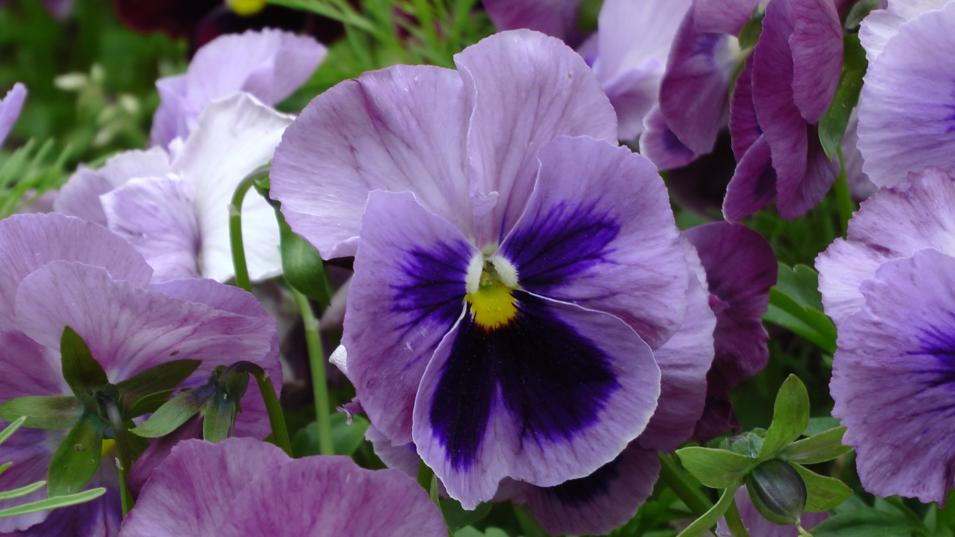 Purple Pansy Flower Free Stock Photo - Public Domain Pictures