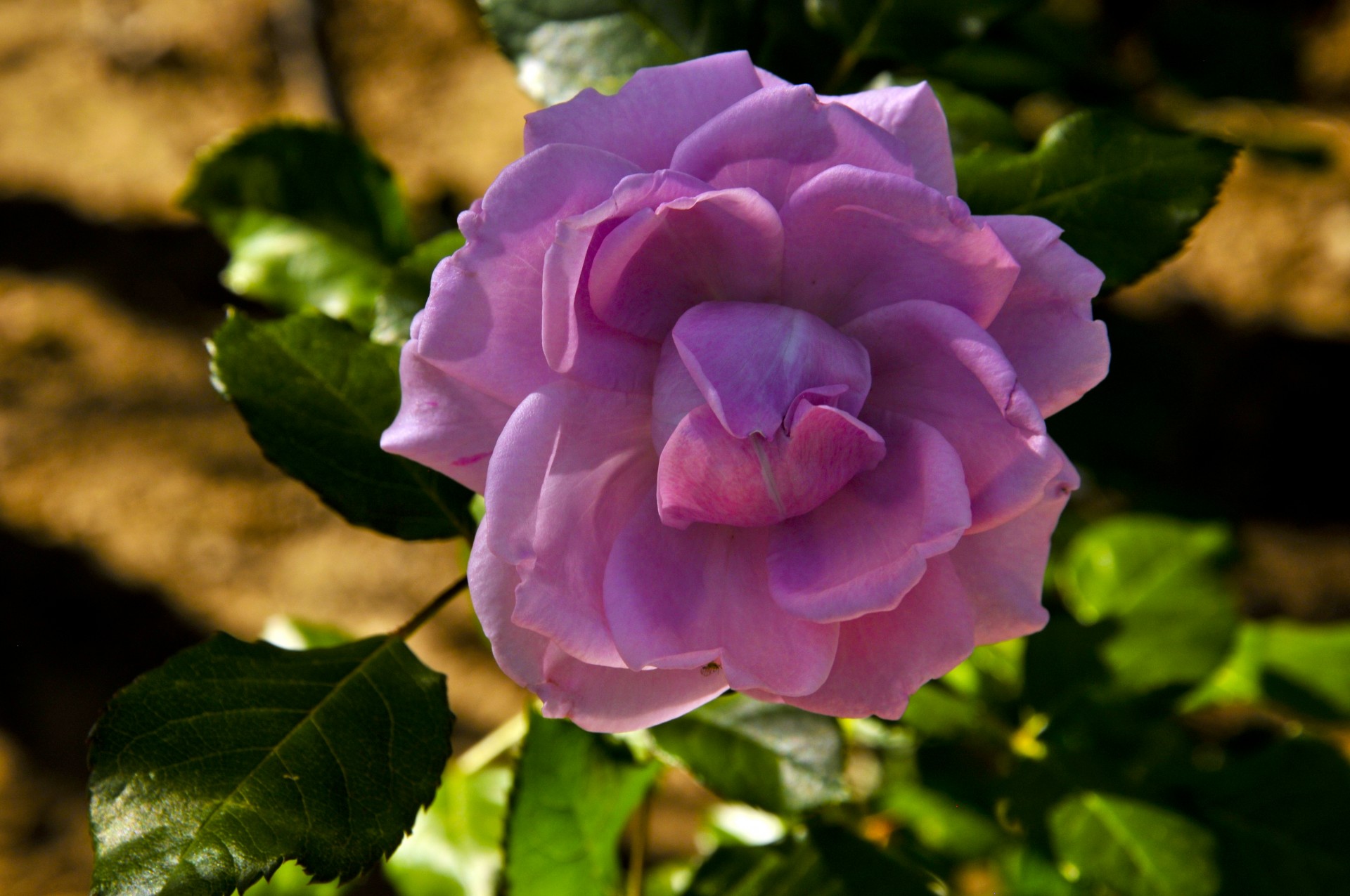 Purple Rose Free Stock Photo - Public Domain Pictures