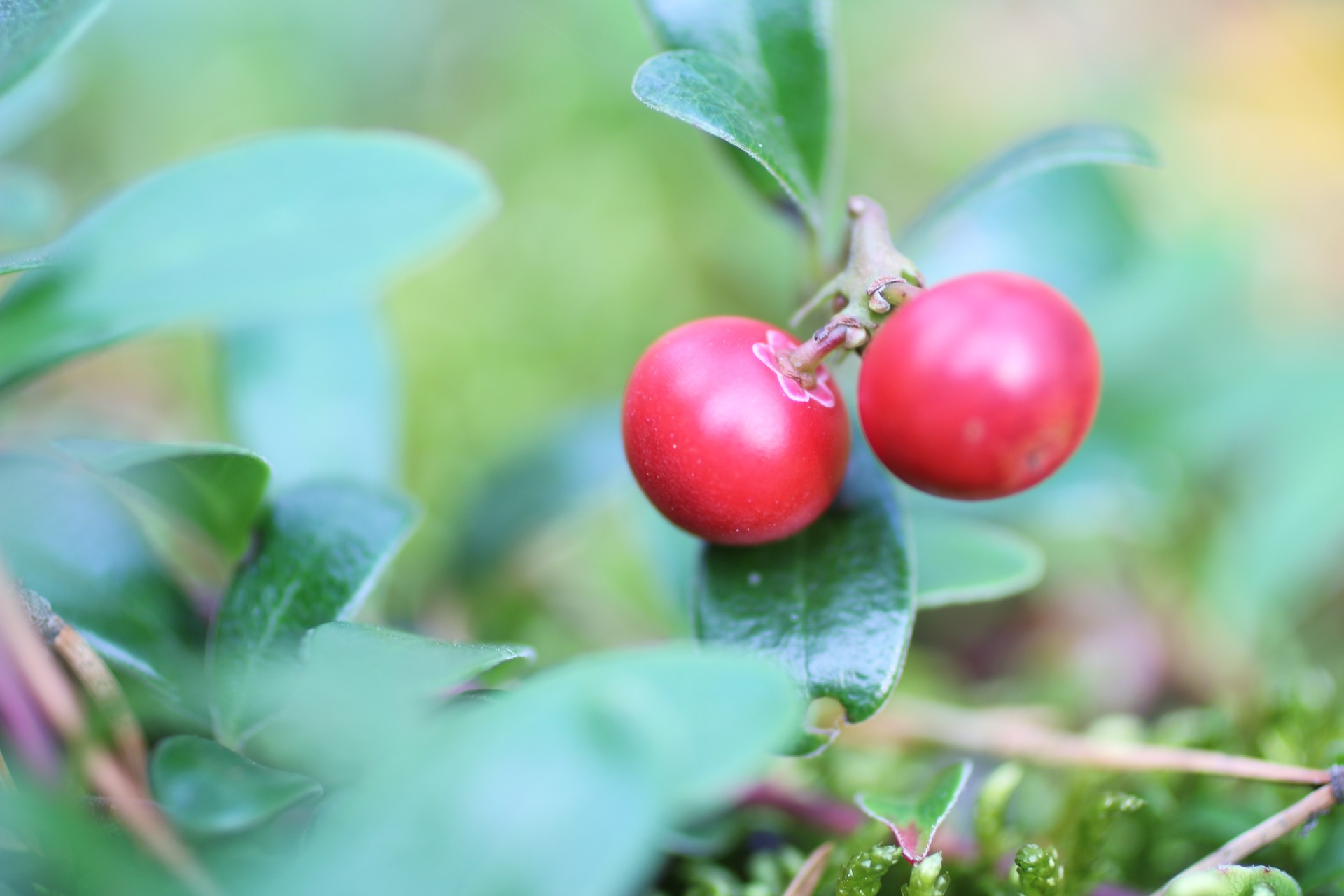 Red Wild Berries Bush, Cranberry