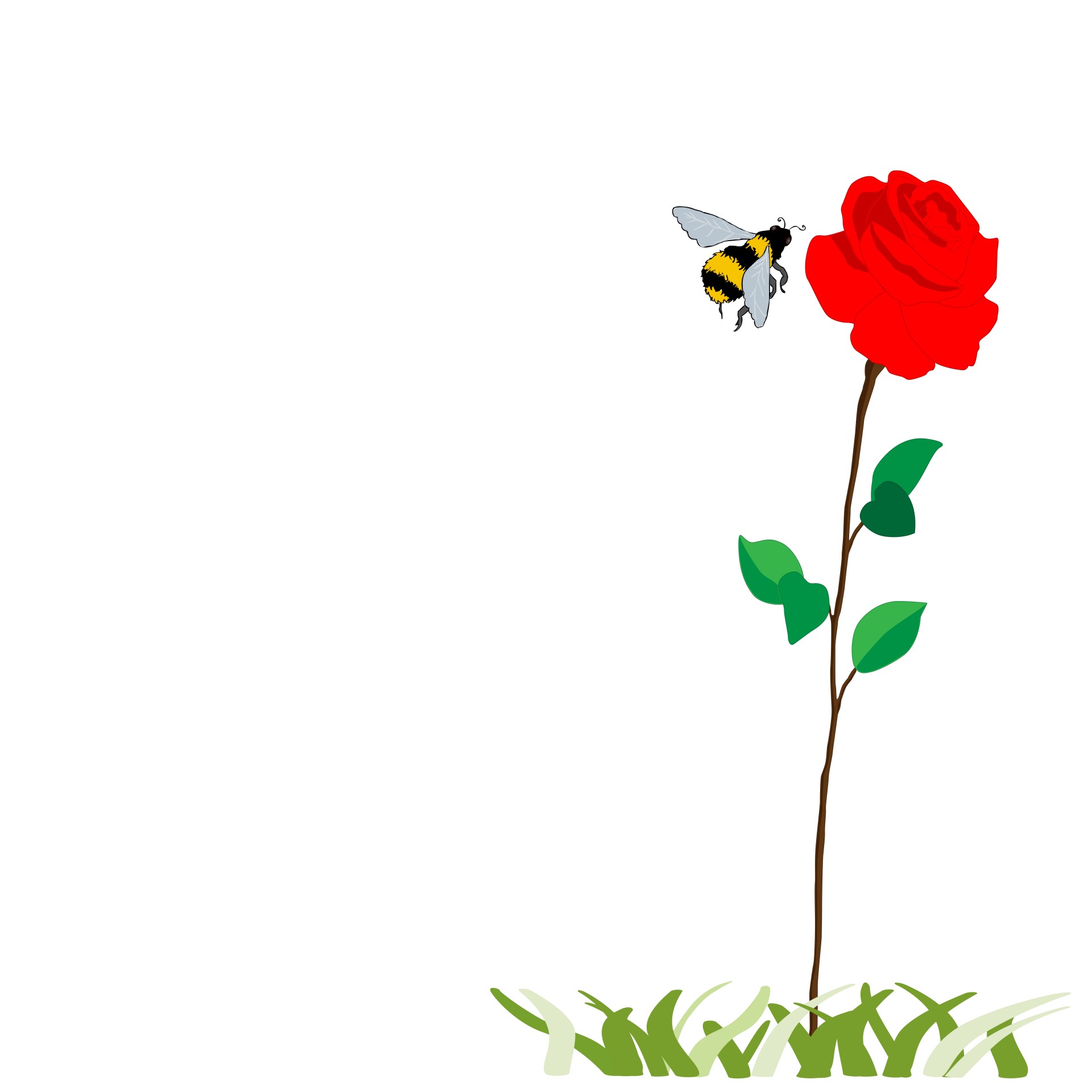 bee flying over red rose