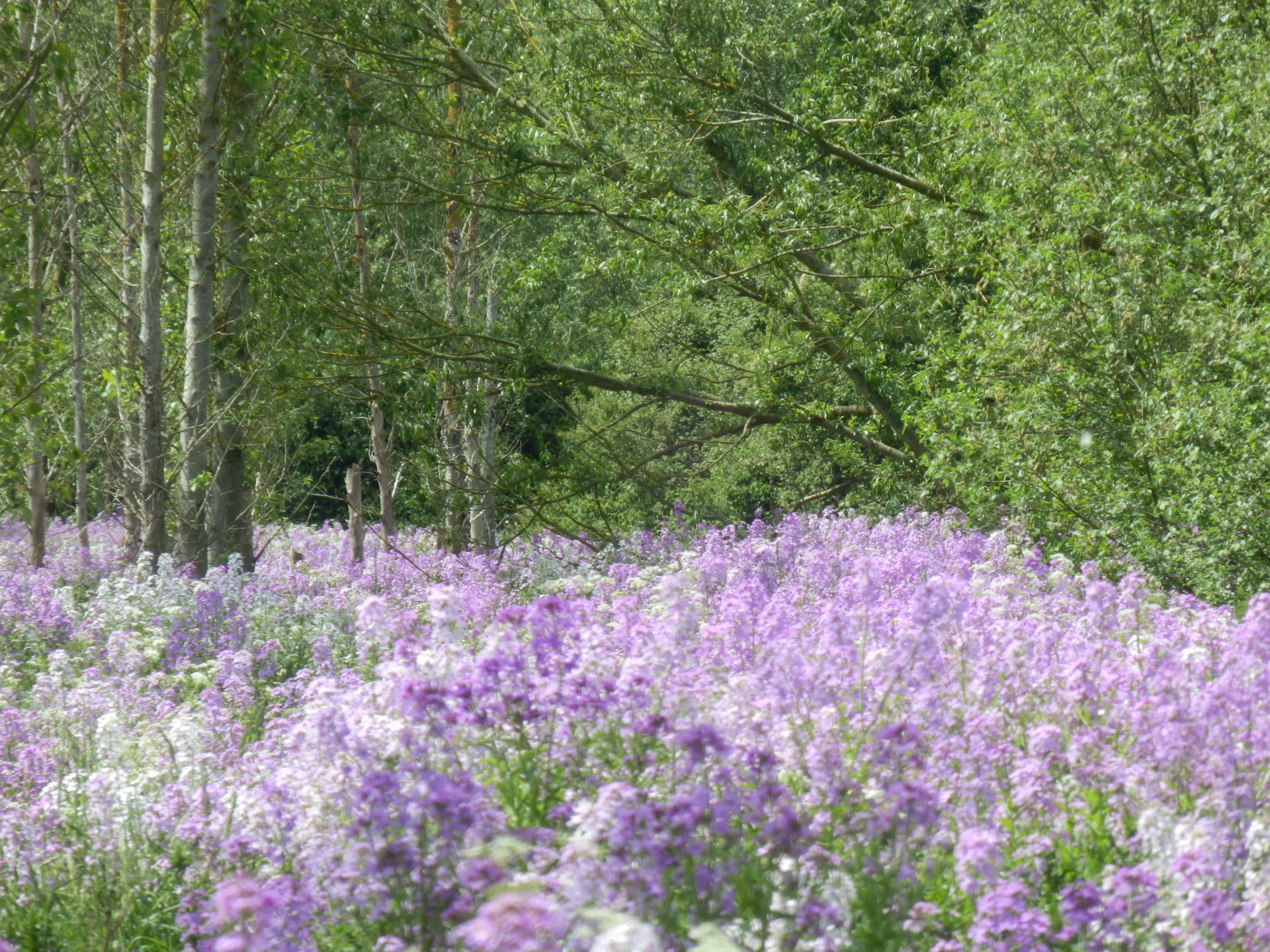 In a blurred sea of lavender with trees growing all directions!