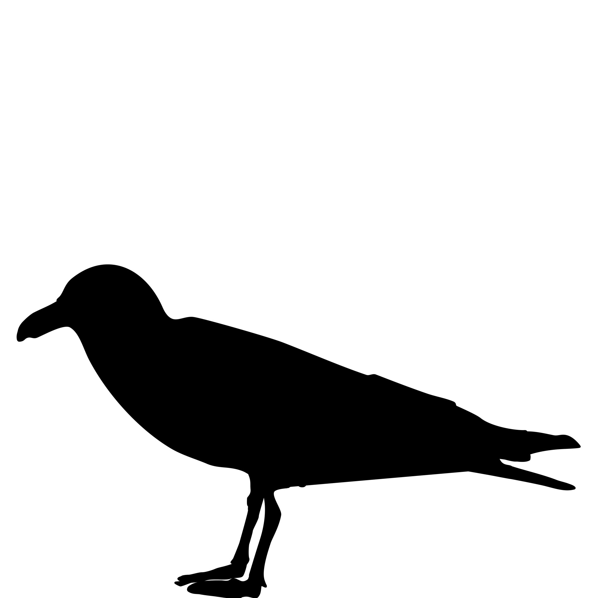 seagull silhouette isolated on a white background