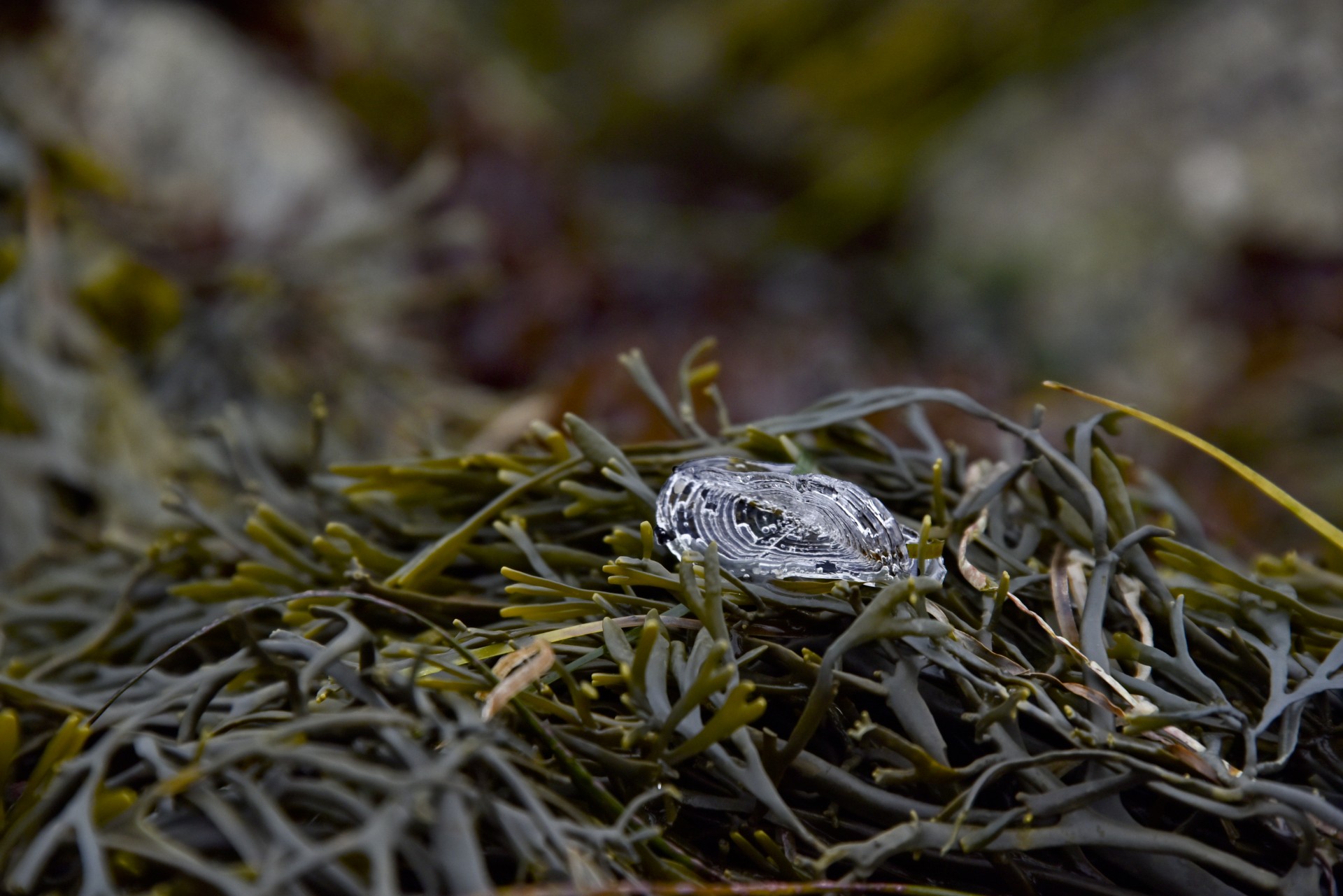 Sealife On Seaweed