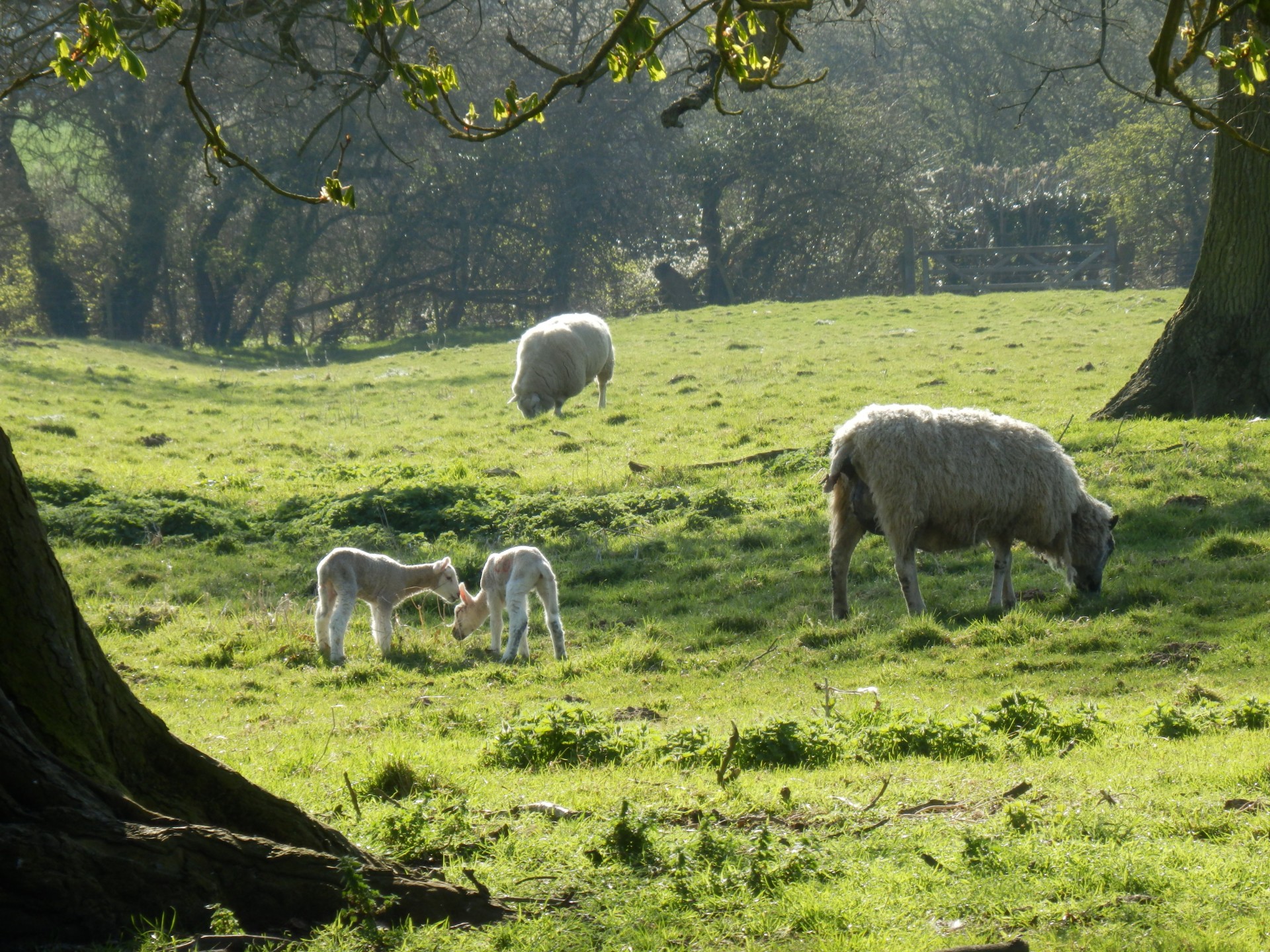 Young spring lambs with their mother in the afternoon sun.