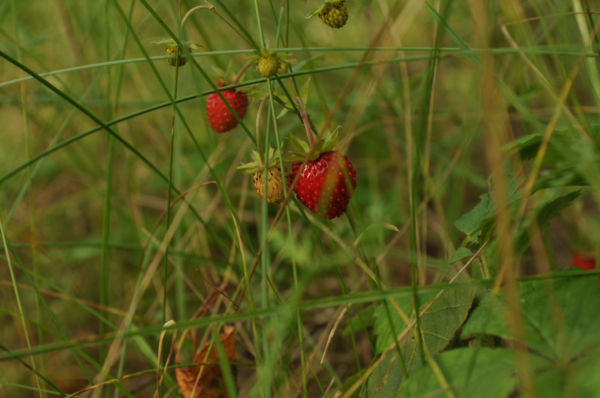 wild strawberry in the grass
