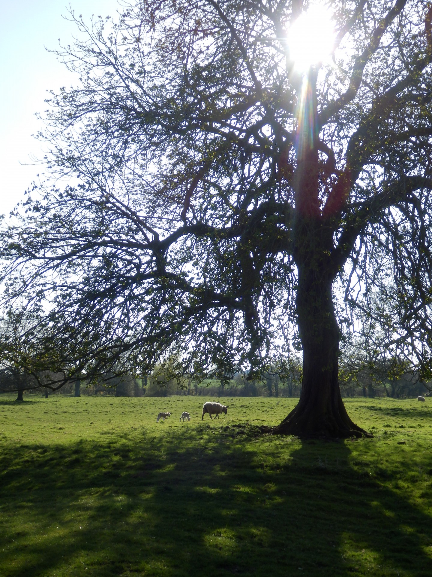 Sun shining through the tree top with sheep and lambs below