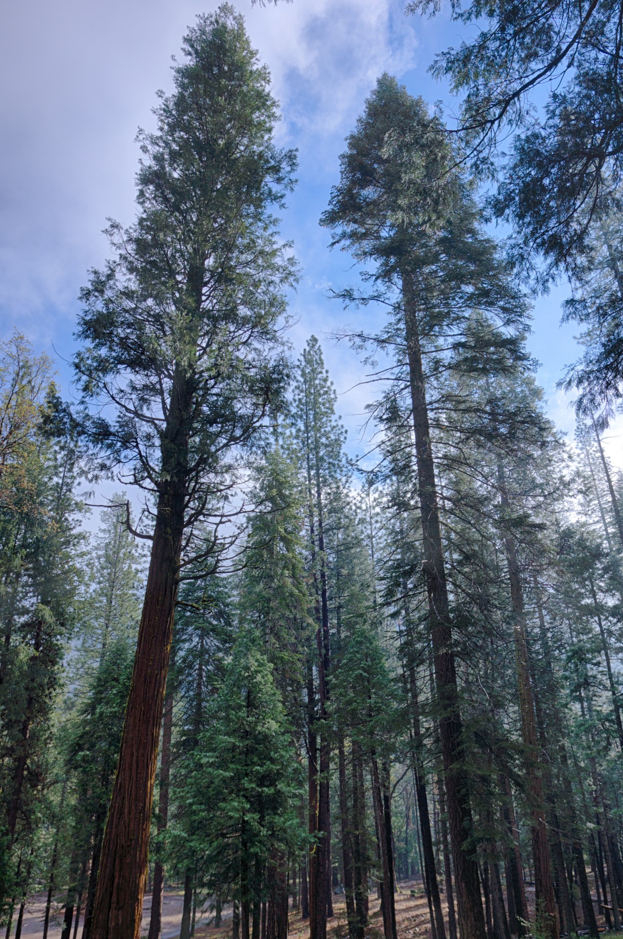 Tall Pines Of Sierra Nevada