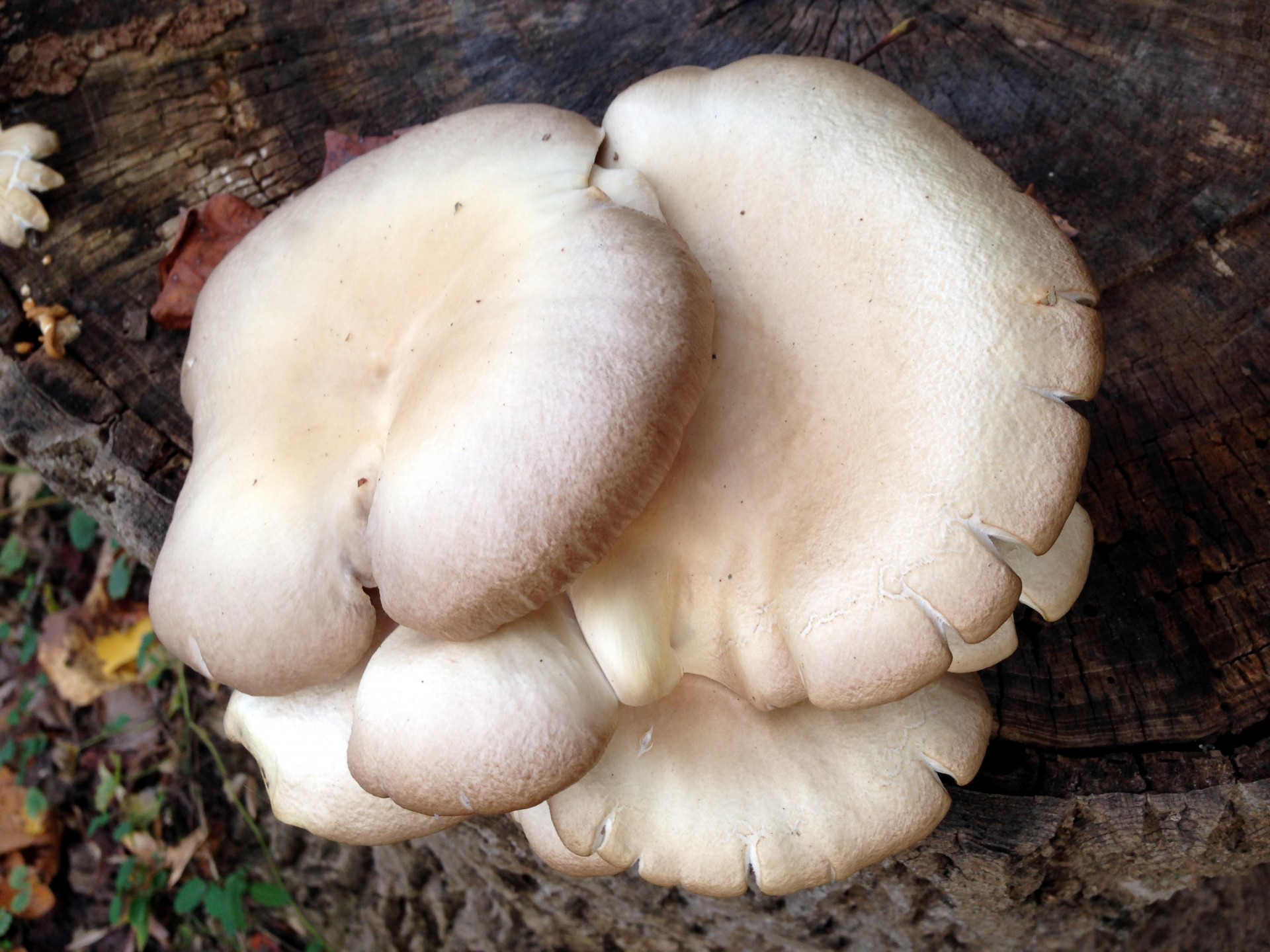 Tan Mushroom Cluster