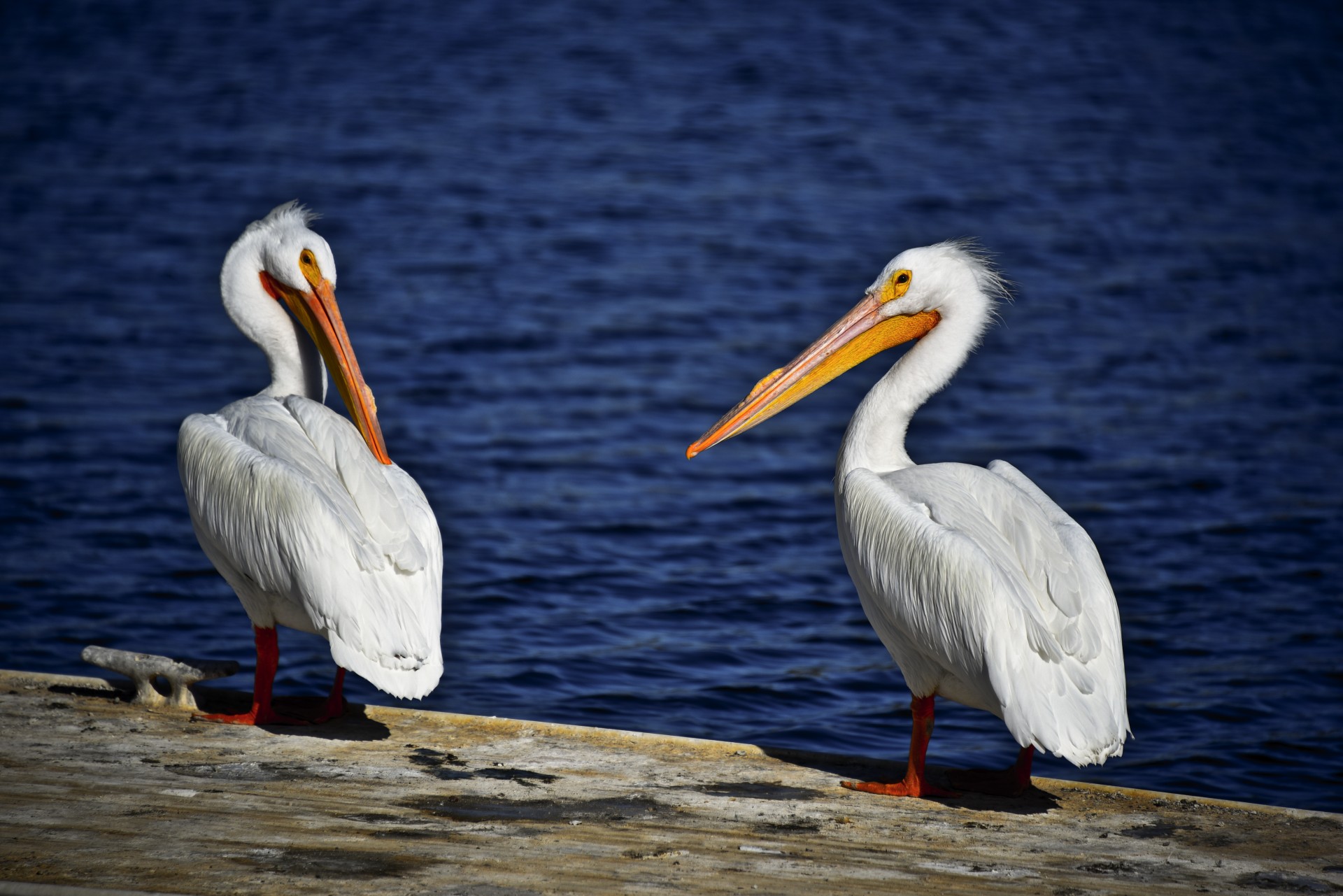 On a dock of the lake, two adult white pelicans look toward each other overlooking a blue lake water