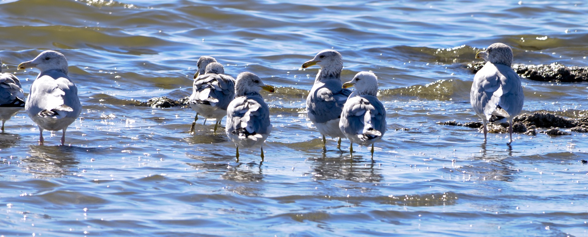 Wading Seagulls