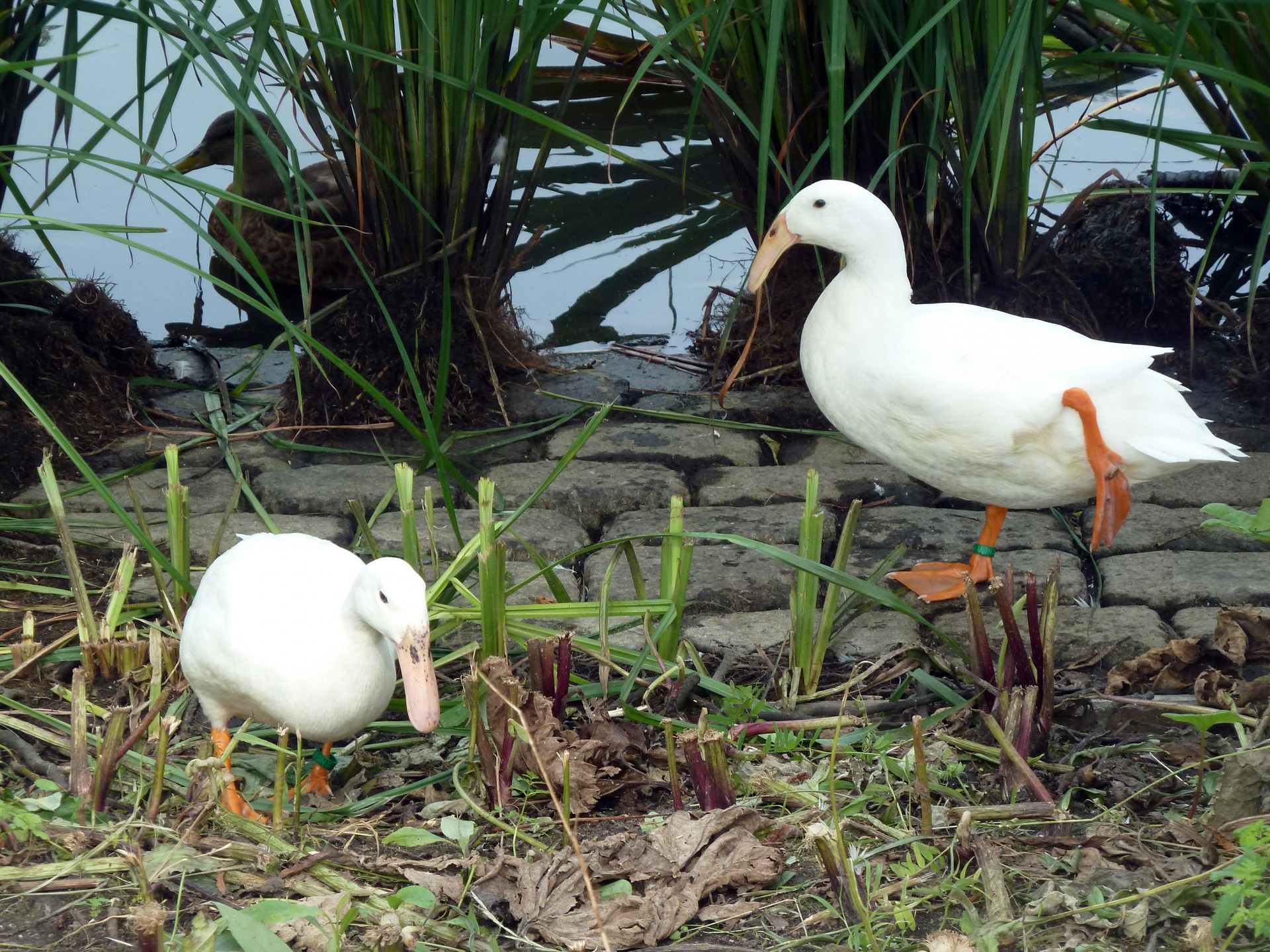 White Ducks At A Pond