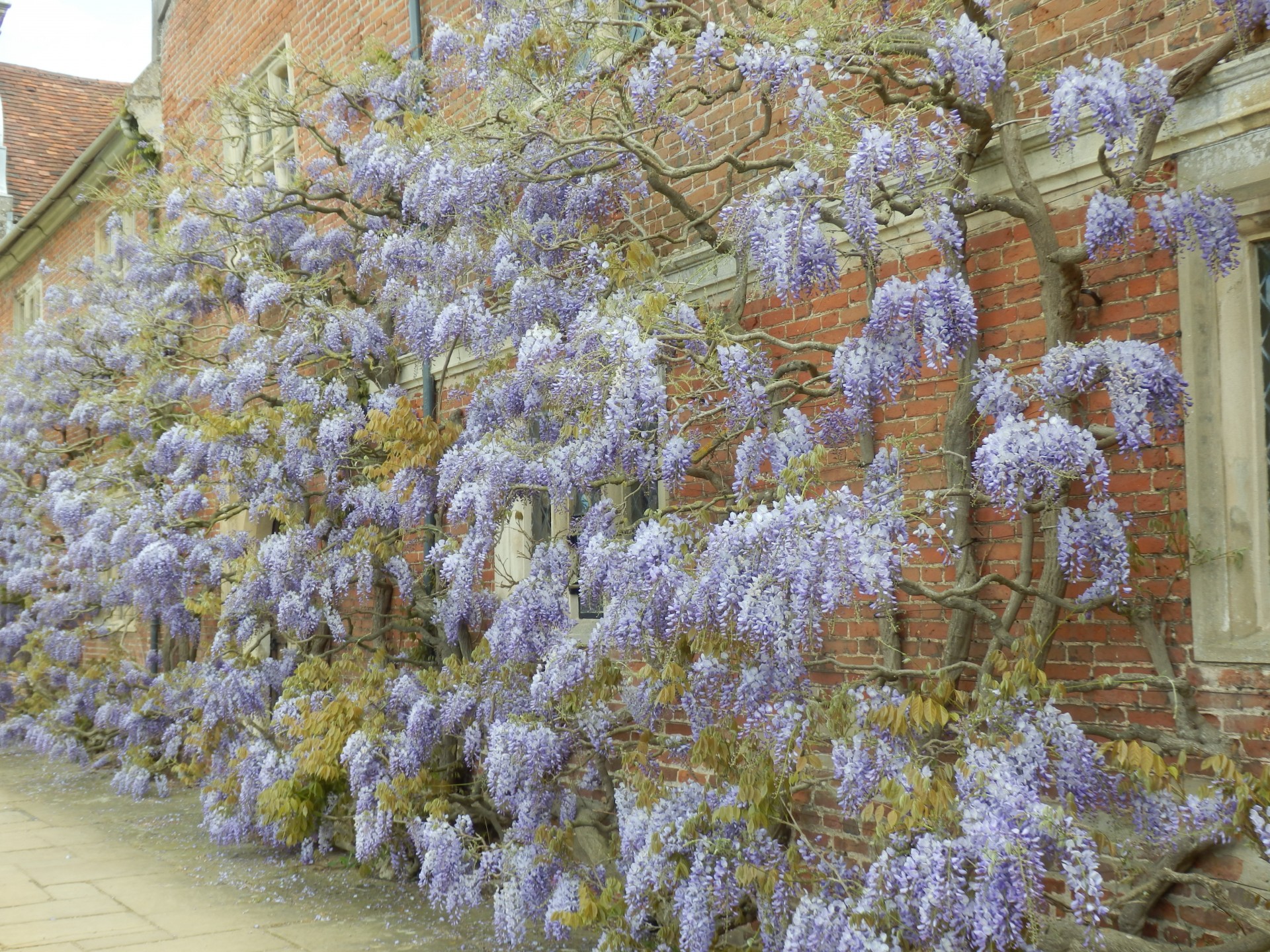 Wisteria growing over an old building in Norfolk UK