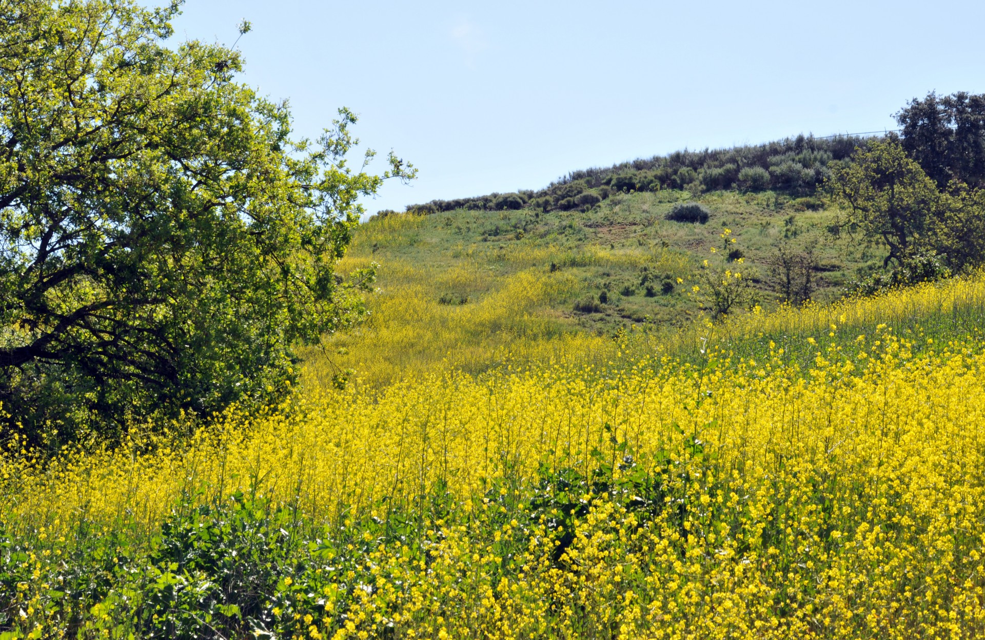 Yellow Meadow