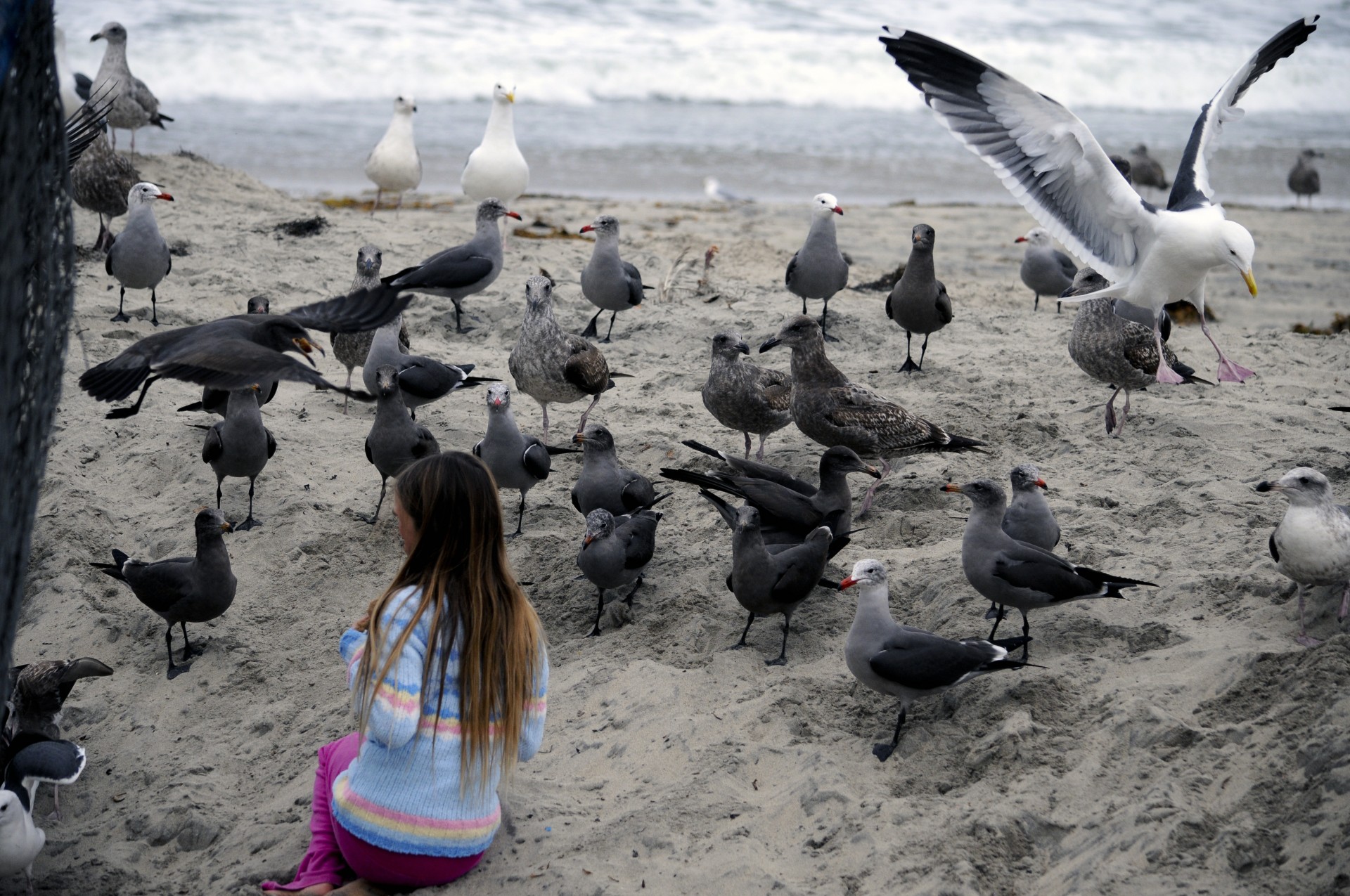 back of a young girl surrounded by seagulls she is feeding