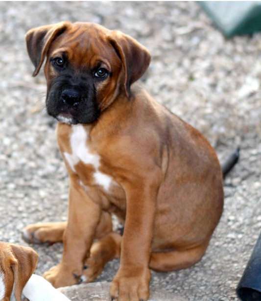 Boxer Puppy Carino fronte triste Immagine gratis - Public Domain Pictures