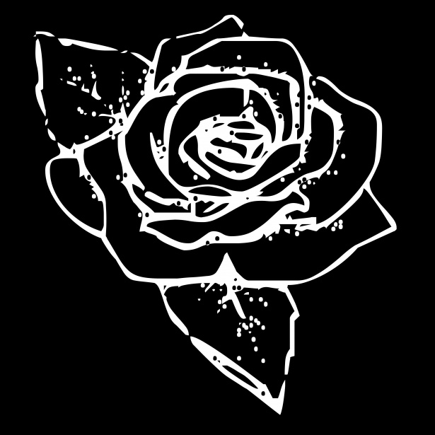 Weiße Rose 3 Kostenloses Stock Bild - Public Domain Pictures