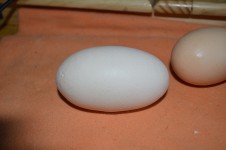 100 Gram Egg